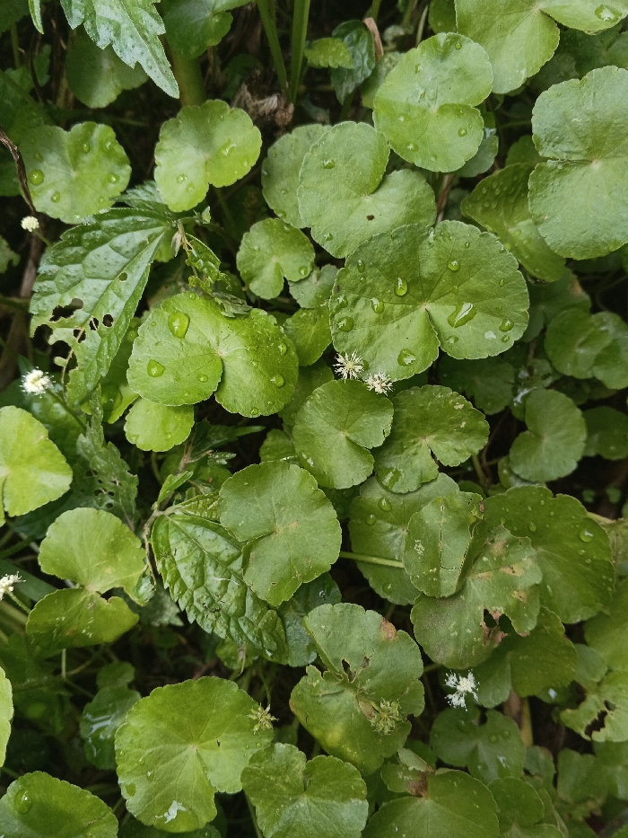 The image presents a close-up, top-down view of dense green foliage, identified as Centella asiatica (Gotu Kola) plants, located in the city of Bình Hải, Vietnam. Numerous small, clear water droplets are present on the surfaces of the rounded, mid-green leaves, indicating recent moisture. Several small, white, spiky flowers are interspersed among the leaves. Some leaves exhibit minor irregular perforations and tattered edges. Other types of darker green foliage with serrated and elongated leaves are visible beneath and between the primary Centella asiatica plants, contributing to a verdant and damp ground-level environment. No human subjects, animals, or artificial objects are present.
