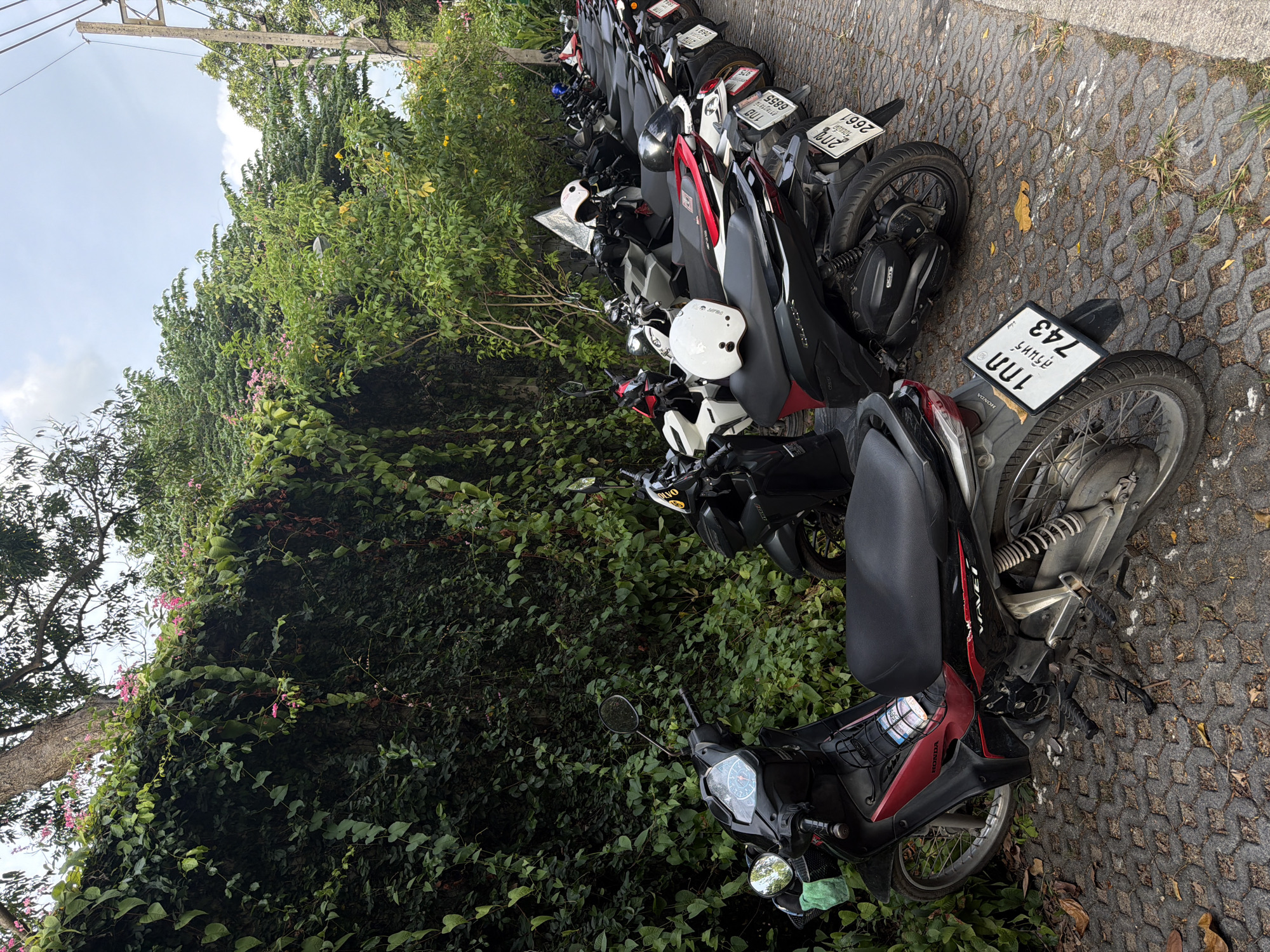 A row of parked scooters lines a cobblestone pathway next to a thick, green ivy-covered wall. Pink flowers bloom amongst the ivy. The scooters are various colors, including black, red, and white, and several have helmets resting on their seats. The ground is a pattern of interlocking gray stones, with some patches of grass and fallen leaves. In the background, trees and a telephone pole are visible against a cloudy sky. The scene appears to be an outdoor parking area in a tropical location, likely Ko Samui District, Thailand, given the presence of Thai license plates on some of the scooters.
