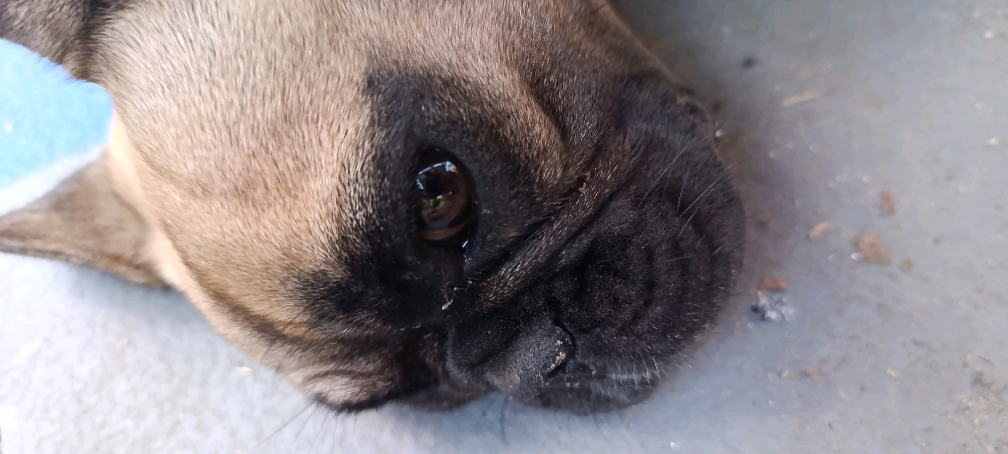 An extreme close-up, horizontal shot shows the face of a pug. The dog's fur is fawn-colored on the upper part of its head and face, transitioning to black around its eye and snout. Its left eye is visible and appears slightly wet. The dog's black snout is wrinkled and has some dirt on it. The background is a light gray, textured surface, possibly concrete, with a few small debris particles. The overall lighting suggests an outdoor or well-lit indoor environment. No specific location in Zaliznyi, Russia is discernible from the image.