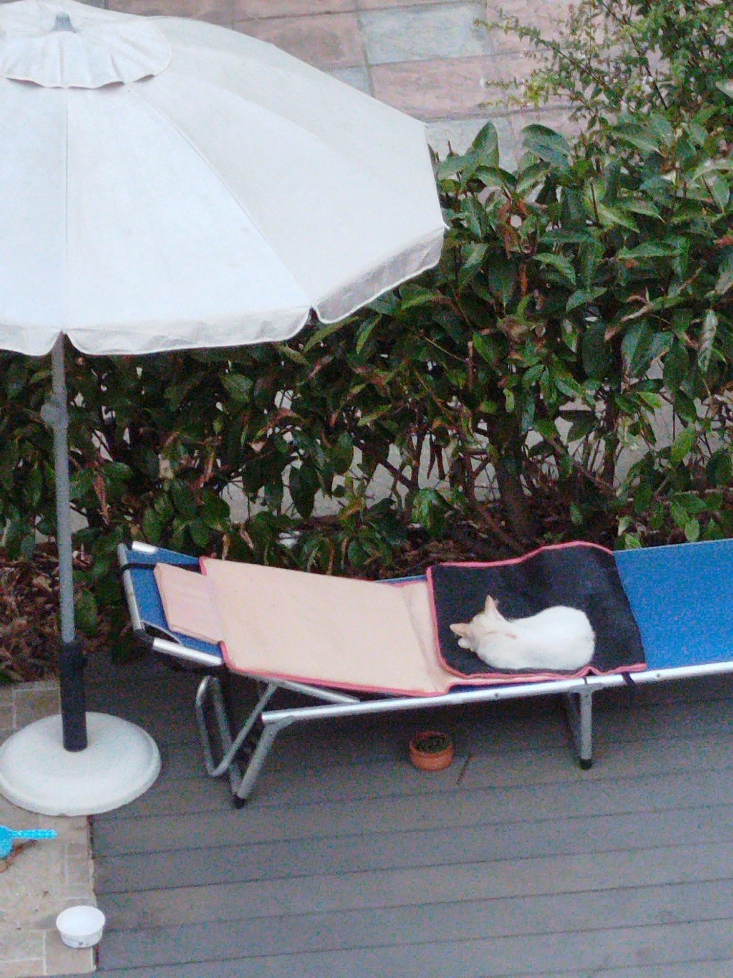 A white cat is curled up asleep on a blue and pink lounge chair. The chair is positioned on a grey wooden deck in front of a dense green hedge. To the left of the chair, a white patio umbrella with a grey pole stands upright. The ground is a mixture of grey wooden planks and light-colored paving stones. A small orange bowl is visible on the deck near the lounge chair. The scene appears to be outdoors, likely in a residential or public outdoor space. There is no information in the image to suggest this location is in Sithonia Municipal Unit, Greece.