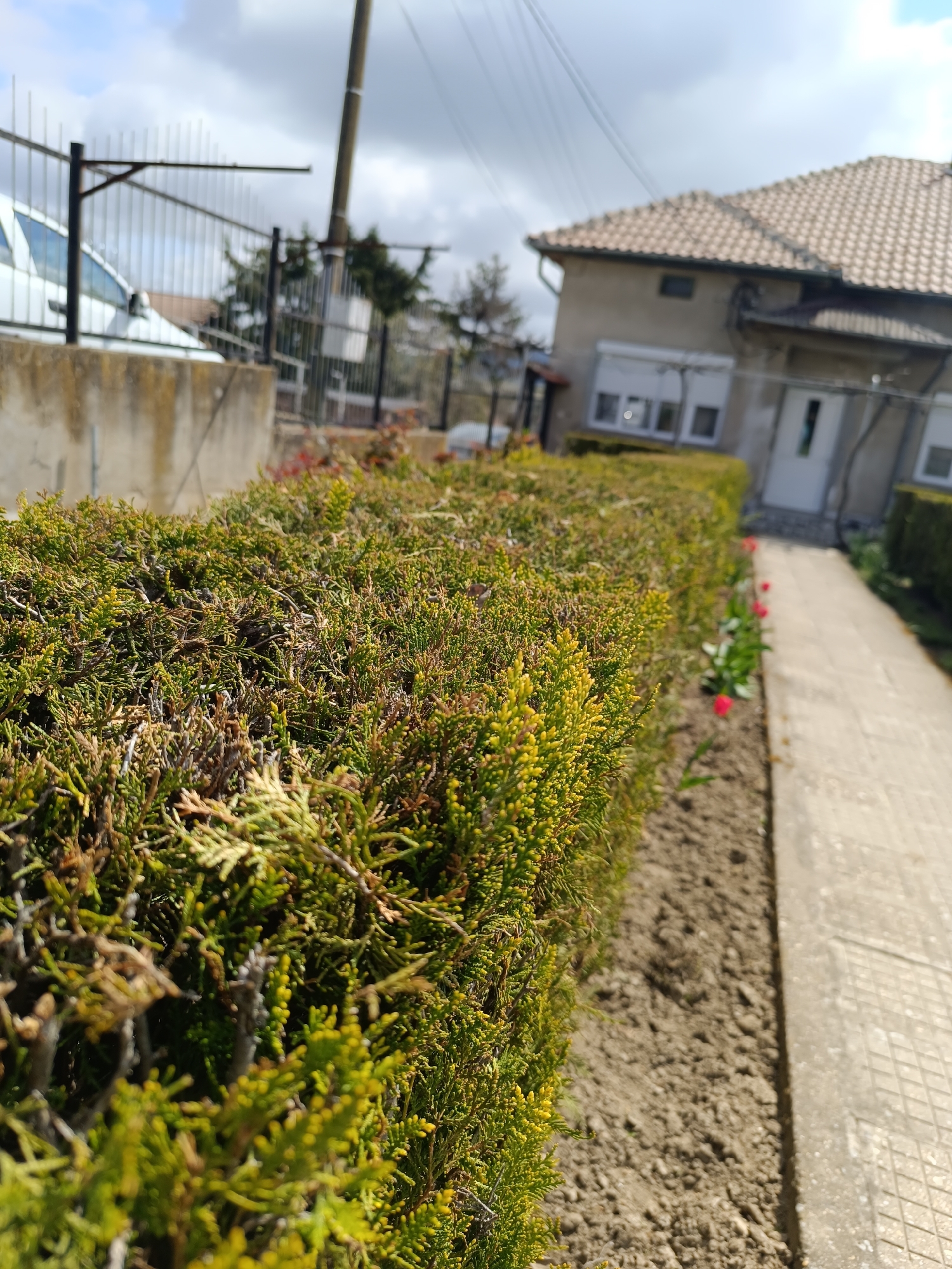 The image shows a neatly trimmed green hedge bordering a sidewalk in Cherkovitsa, Bulgaria. The sidewalk leads towards a one-story house with a tiled roof and white door. Red tulips are visible along the edge of the sidewalk. A partial view of a white vehicle is seen behind a concrete wall and metal fence in the background. Overhead power lines and a utility pole are present, and the sky is partly cloudy. The foreground soil is visible between the hedge and sidewalk.