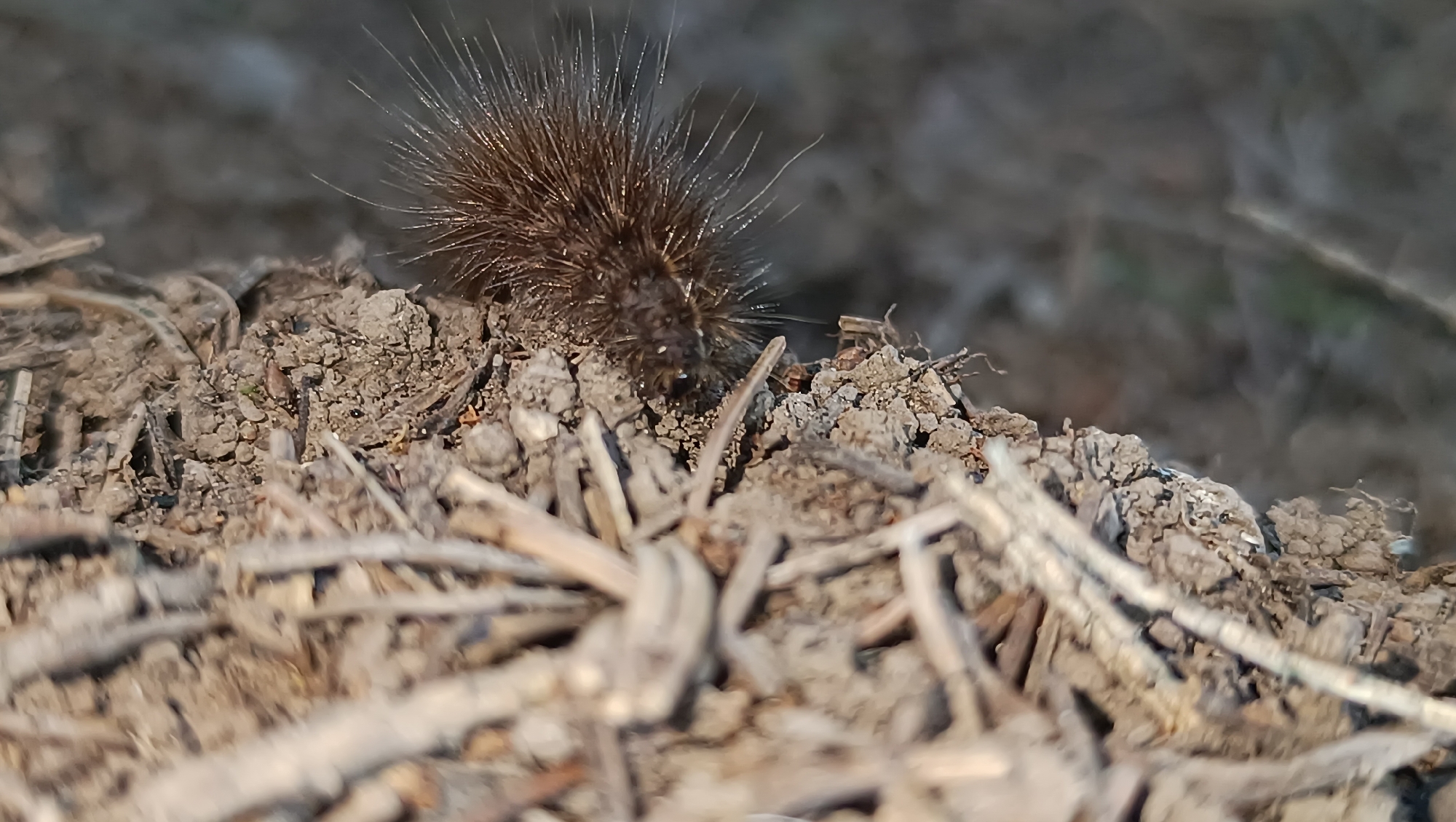 A close-up, low-angle shot shows a dark, hairy caterpillar on dry, cracked earth. The caterpillar is positioned in the center-left of the frame and is curled slightly, with its numerous dark hairs extending outwards. The ground is composed of small pebbles, dry soil, and scattered twigs. The background is blurred and out of focus, with muted earthy tones. The lighting suggests an outdoor environment, possibly during daylight hours. There are no people or any indication of the city of Karsha, Russia.