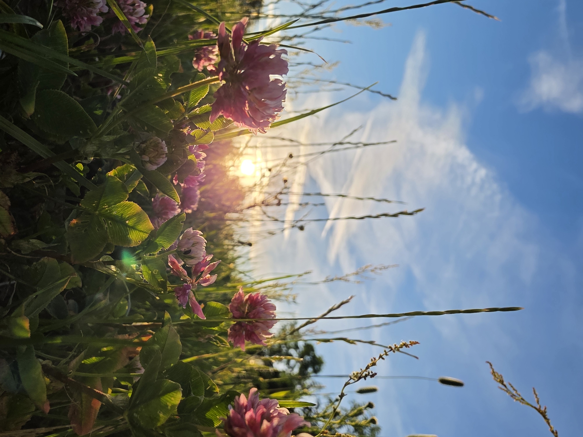 This media file captures a close-up, vertically oriented view of pink clover flowers and green foliage against a bright blue sky. The sun is low in the sky, casting a warm, golden light that illuminates the flowers and leaves, creating lens flare and highlights. Wispy white clouds are present in the sky, suggesting it is daytime with fair weather. Several stalks of dry grass or reeds are also visible, silhouetted against the sky, adding texture and depth to the scene. The overall impression is one of natural beauty and tranquility, evoking a feeling of a peaceful summer day. The specific location is Chaikovsky, Russia. No people or text are visible in the image.