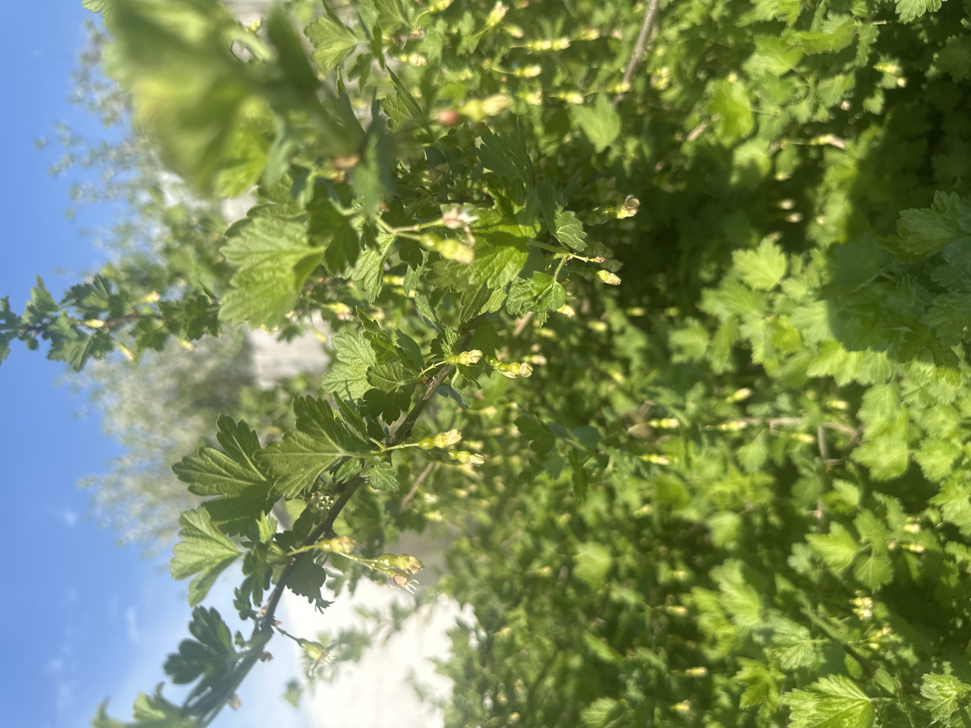 The image shows a close-up of a gooseberry bush in the city of Chaikovsky, Russia. The bush is covered in green leaves and small, unripe gooseberries. The sky is visible in the background, with a few clouds. The lighting suggests it is daytime.