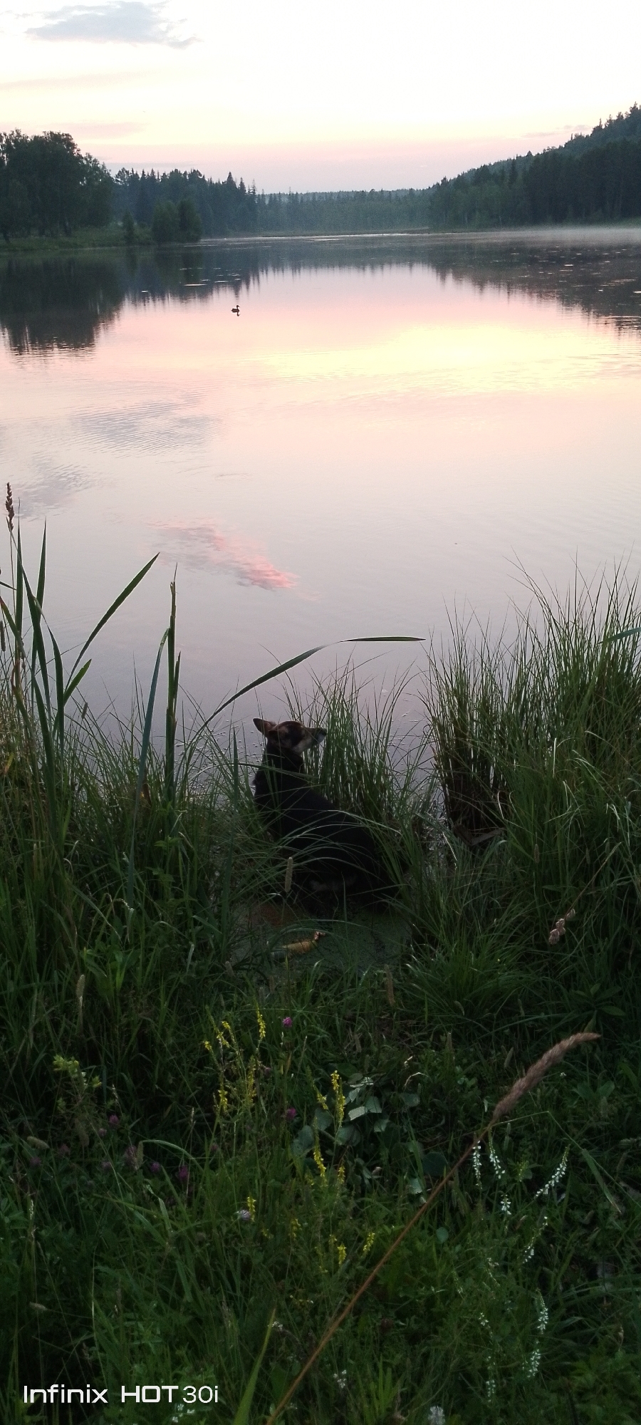 The image depicts a serene lake scene at dusk or dawn. The sky is a soft pastel blend of pink, white, and light blue, reflecting beautifully on the calm water. A dense line of trees forms the distant horizon, with a thin layer of mist visible above the water in the far distance. In the foreground, tall green grass and reeds line the edge of the lake. Two dogs are partially visible amongst the reeds, appearing to be resting or observing the water. One dog, darker in color, is more prominent, with its head turned to the side. A single duck is visible swimming in the middle of the lake. The overall impression is one of tranquility and nature. This location is identified as the city of Kedrovy, Russia.