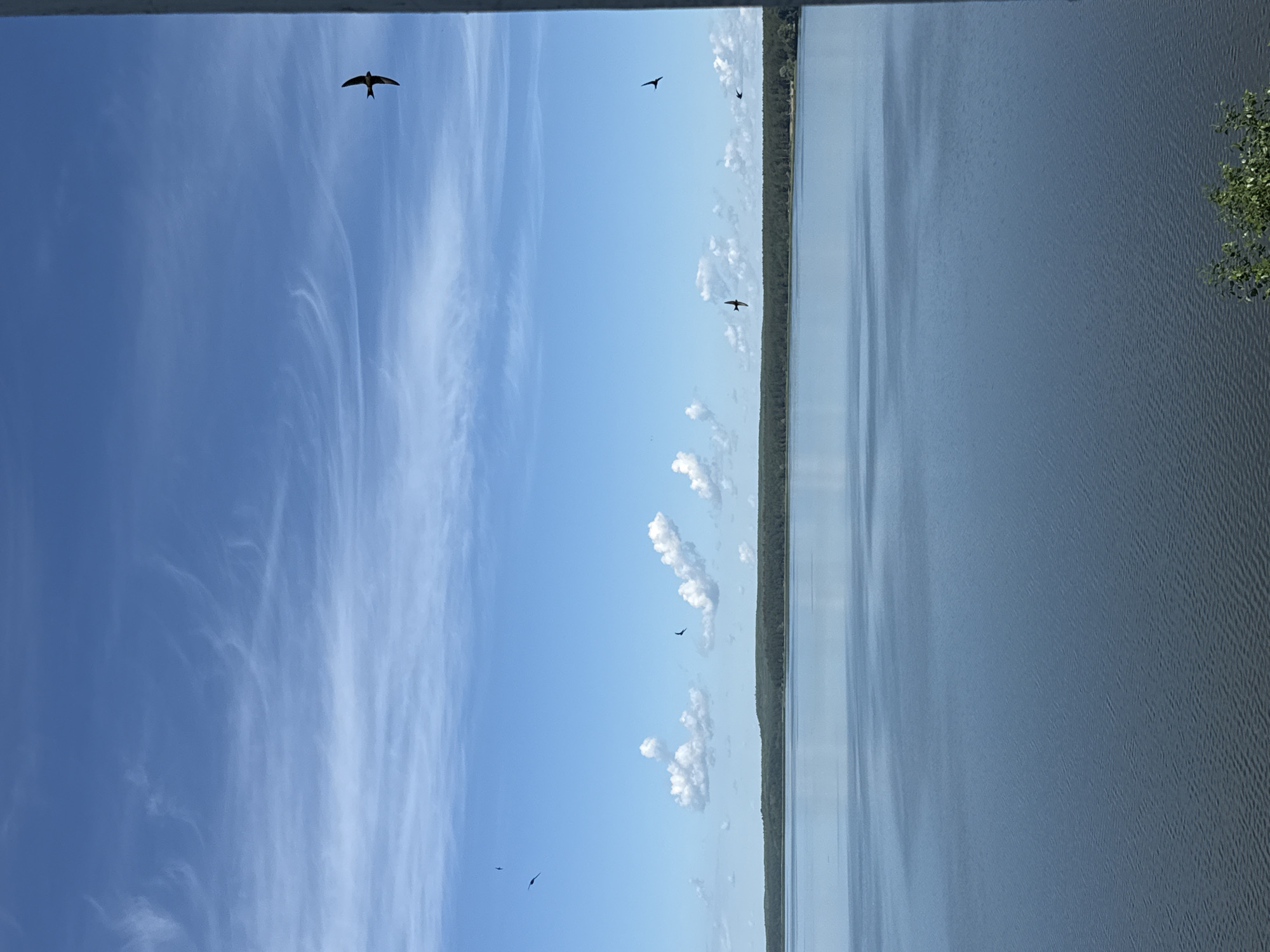 A wide shot shows a large body of calm water under a bright blue sky with wispy white clouds. A dark green treeline runs along the distant horizon. Several small, dark birds are visible flying in the sky at varying distances. The right edge of the image is framed by a vertical white structure, possibly a pillar or railing. The scene appears to be a natural landscape.