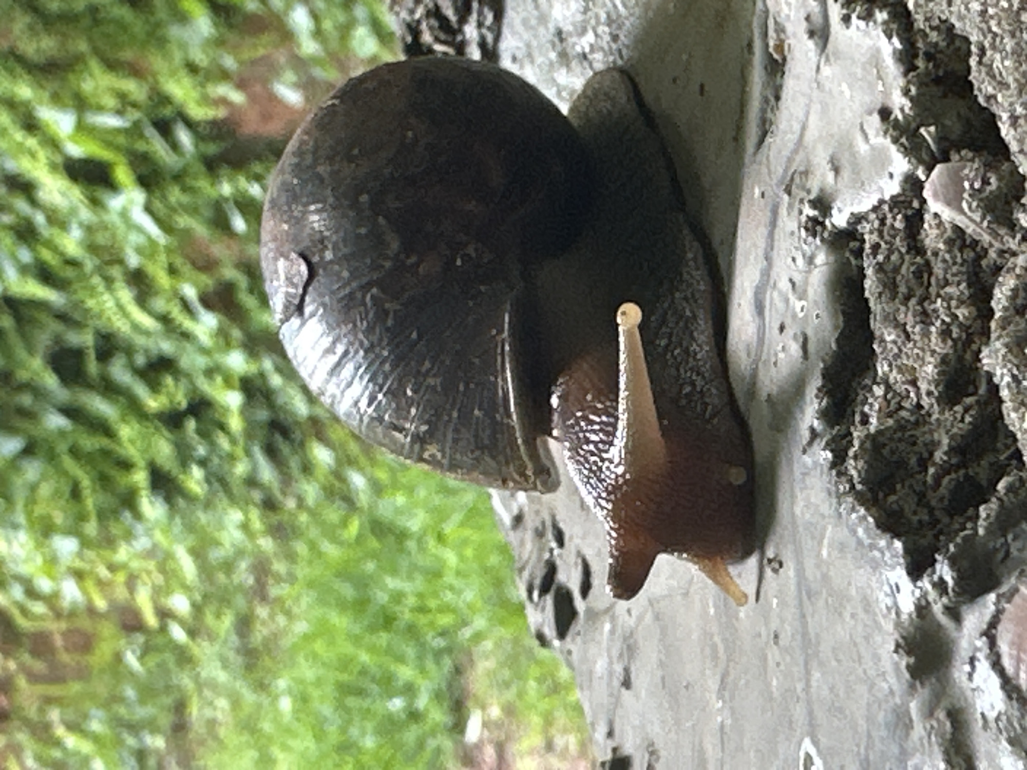 A snail is shown in profile, positioned on a gray, textured surface that appears to be concrete or stone. The snail has a large, dark brown, spiral shell with visible ridges. Its head is extended, showing a single stalked eye on the right side of its body. The background is a blurred expanse of lush green foliage, suggesting an outdoor, natural setting. The lighting is soft, with a slight dappled effect, hinting at an overcast day or shade. The overall composition is a close-up shot focused on the snail and its immediate surroundings. There are no people or specific city landmarks identifiable in the image.
