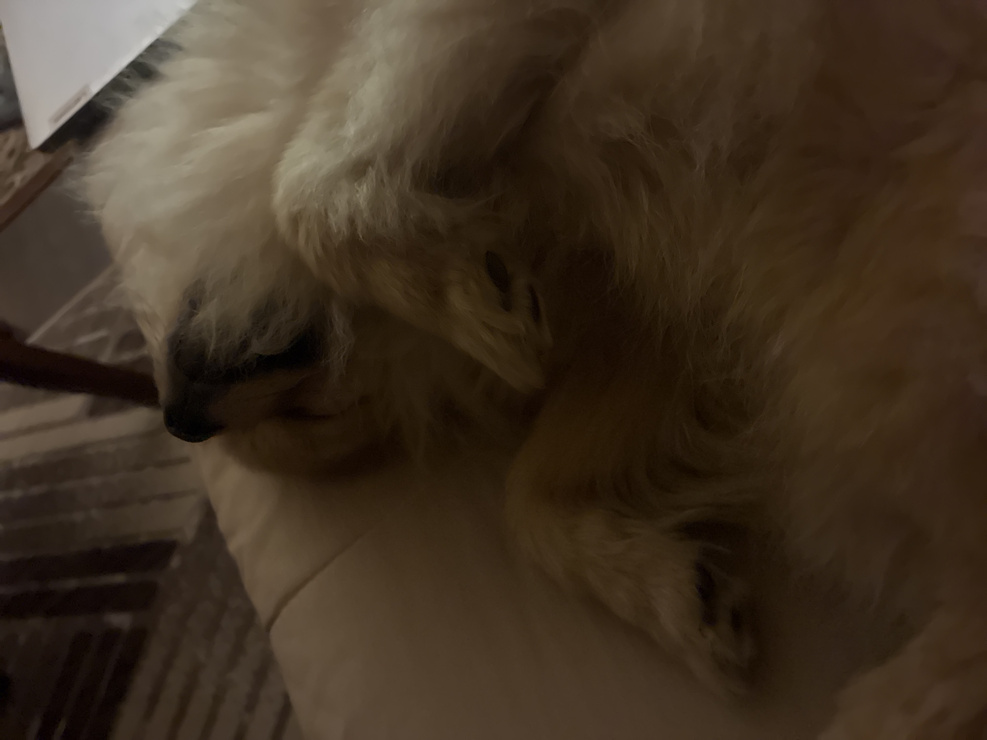A cream-colored dog lies curled on a white cushion, its black nose and paws visible among its fluffy fur. Part of a chair leg is visible to the left of the cushion. In the background, the edge of a piece of white paper is seen. The floor, visible in the lower left corner, features a striped pattern. The lighting is soft and warm. The location is not identifiable as Plovdiv, Bulgaria based on the image provided.