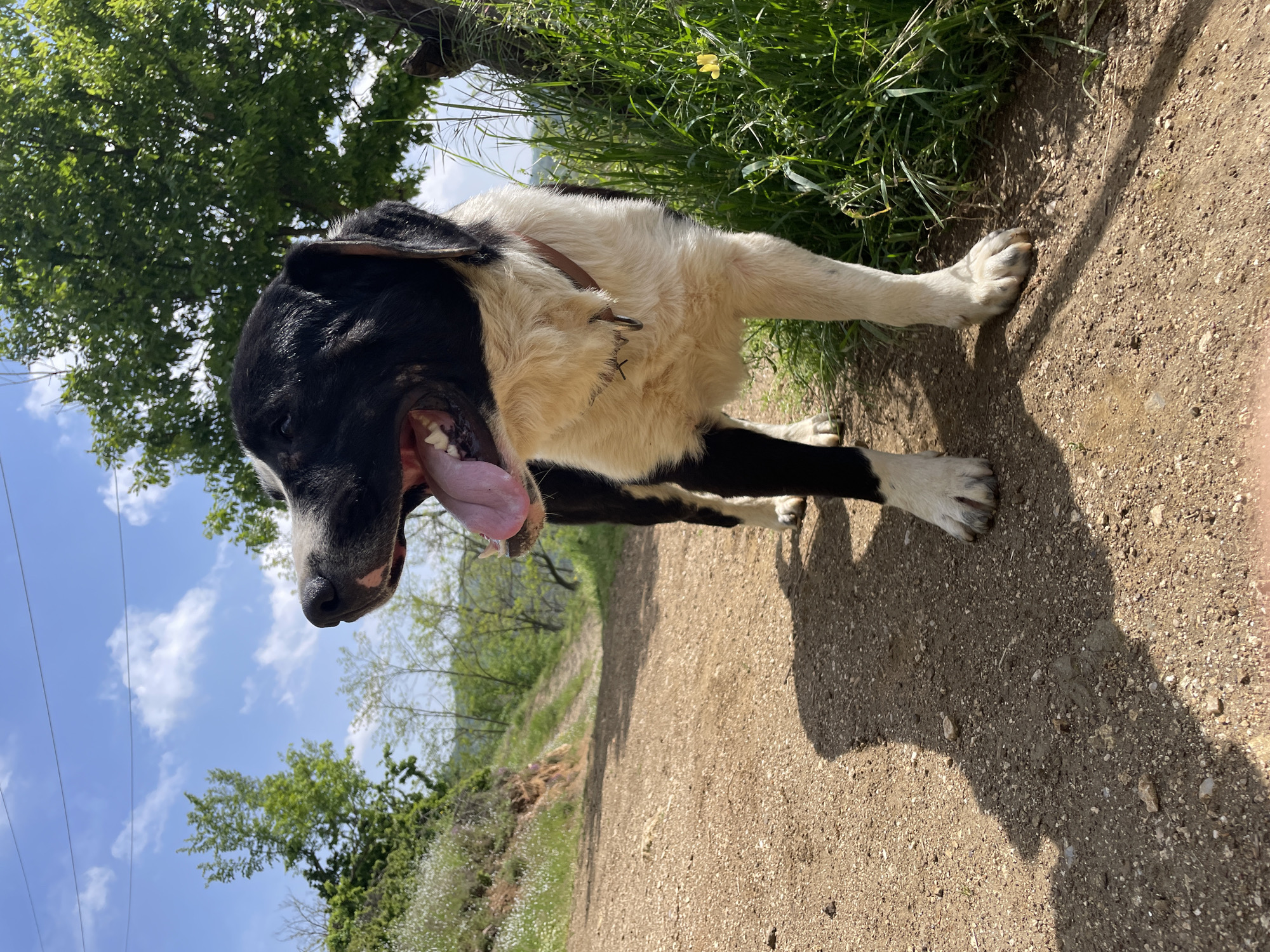 A medium shot captures a black and white dog standing on a dirt path, its tongue hanging out. The dog is collared and appears to be panting. To the left of the path, there is a grassy slope with small shrubs and trees. The sky is visible in the upper left corner, featuring a few clouds. A tree is partially visible above and behind the dog. This photo was taken in Zlatograd, Bulgaria.