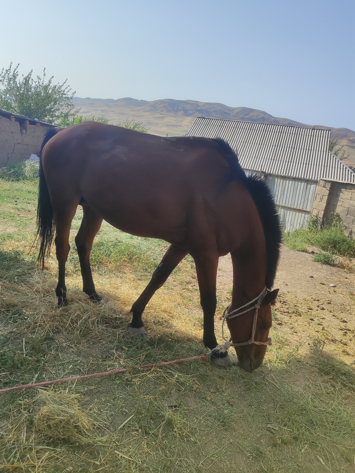 A brown horse grazes on a patch of dry hay and green grass in Sultonobod, Tajikistan. The horse is wearing a rope halter. In the background, a simple mud-brick building with a corrugated metal roof stands adjacent to a larger, light-colored building with a similar roof. Hills and a clear blue sky form the backdrop. A pink rope lies across the ground in the foreground.