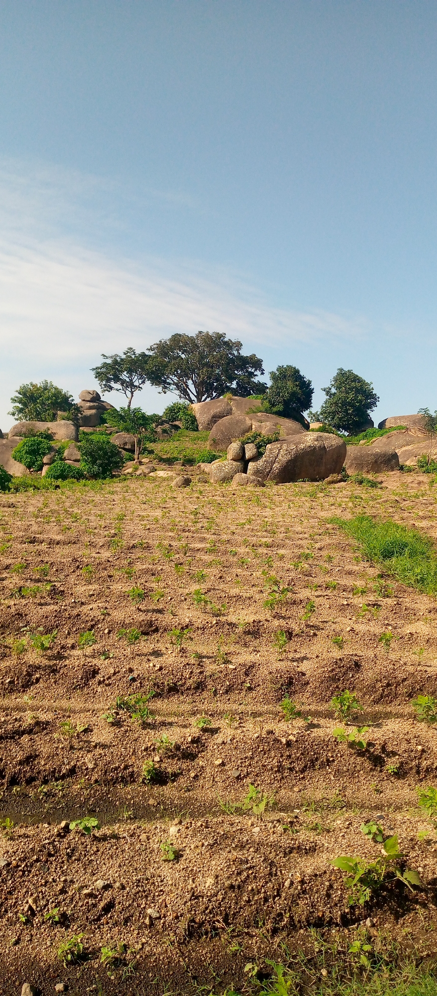 The image depicts a rural landscape in Jos, Nigeria. The foreground shows a field of young crops, with rows of small green plants emerging from the dry, sandy soil. The soil itself is a mix of brown earth and small pebbles.
In the background, a rocky outcrop dominates the scene. Large, rounded boulders are scattered across the terrain, with some covered in sparse green vegetation. Several trees grow on and around these rocks, their foliage a vibrant green against the lighter sky. The largest tree, with a broad canopy, is positioned prominently on the rocky elevation.
The sky above is a clear, pale blue with a few wispy white clouds. The lighting suggests it is daytime, likely mid-morning or late afternoon, given the gentle illumination and absence of harsh shadows. The overall impression is one of a tranquil, agricultural setting. No people or specific objects are identifiable, and there is no visible text in the image. The scene conveys a sense of natural beauty and the ongoing cycle of agriculture in a semi-arid environment.