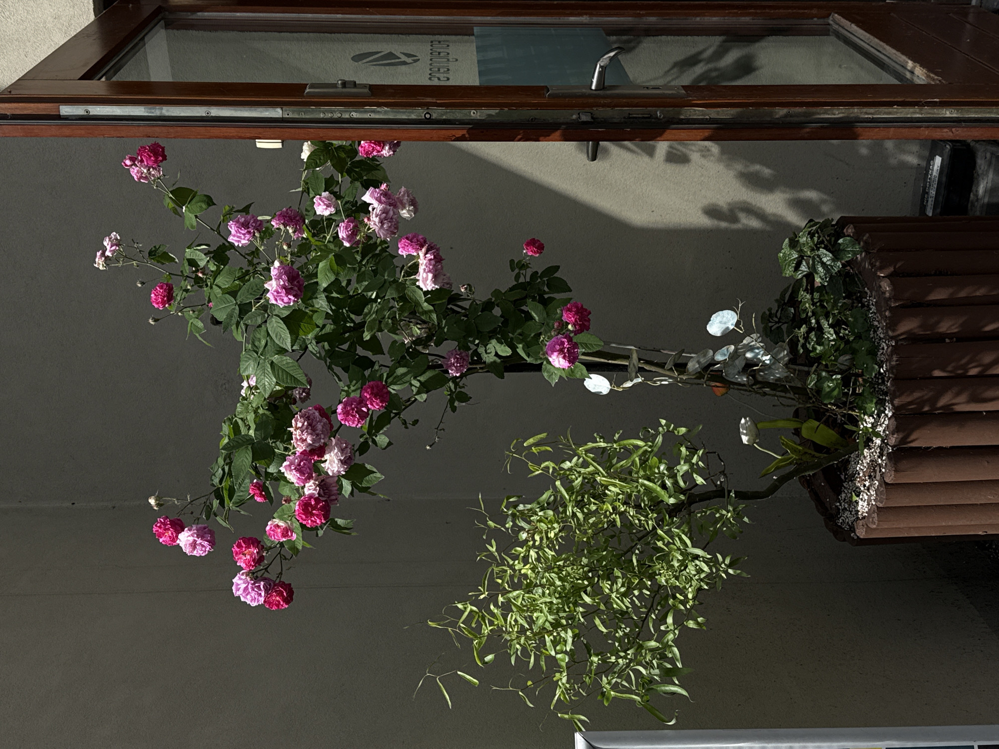 A potted rose bush with numerous pink and fuchsia blooms is positioned outside a building with a wooden-framed glass door and window. To the left of the rose bush is a smaller potted plant with delicate green foliage. The building's facade is a neutral-toned wall that casts shadows from nearby foliage. The scene appears to be outdoors, under natural daylight. The presence of Polish text on a small sign near the bottom right of the image, reading "NIE DOTYKAĆ" ("Do not touch"), and the architectural style suggest an urban environment. Based on the context provided, the location is the city of Łódź, Poland.