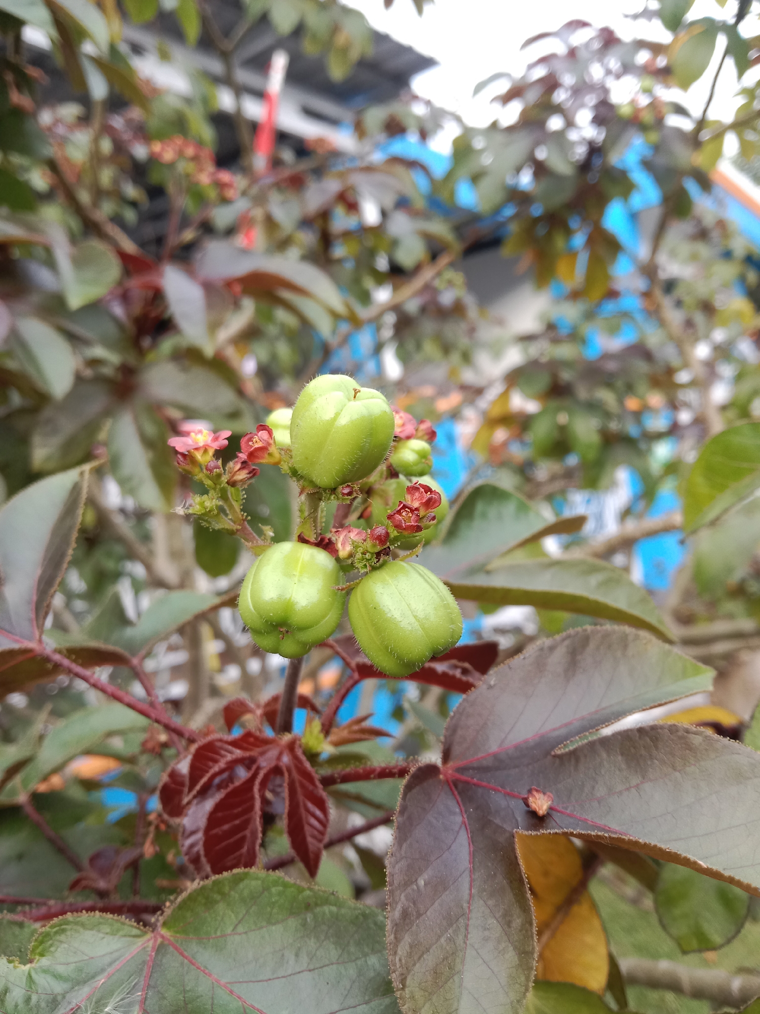 The image shows a close-up view of a plant with green fruits and small reddish flowers. The fruits are round and appear to be developing. The leaves of the plant are large and have a reddish-brown hue, with visible veins. Some of the leaves are green. The background is blurred but suggests an outdoor setting with hints of blue and white structures, possibly part of a building or fence. There are no people or animals visible in the image. The lighting indicates it is daytime. The location is specified as Ngingas, Indonesia.