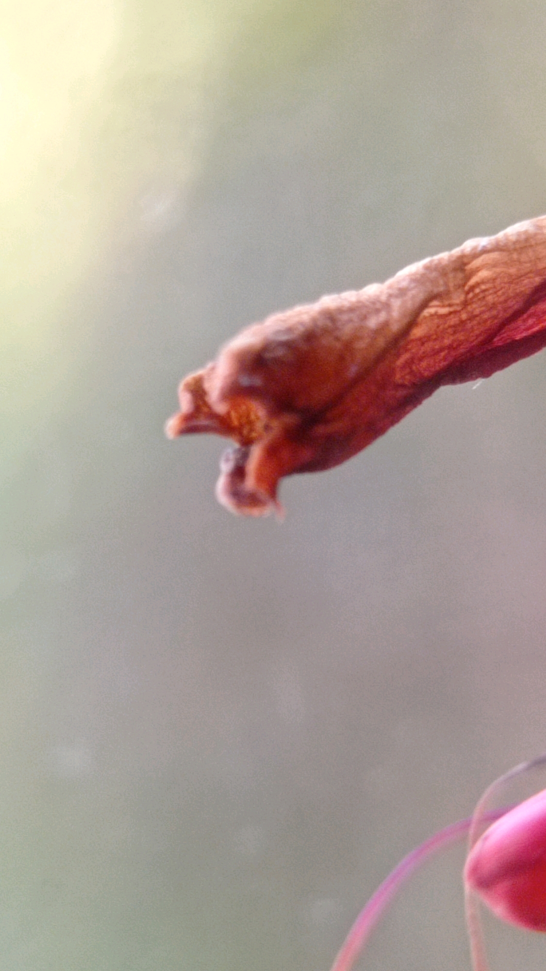 The image is a close-up, macro shot of a dried flower, likely a petal or seed pod, with a soft, out-of-focus background. The subject is a delicate, brown, curled structure, with visible texture and a slightly furry appearance at its tip. The background is a gradient of muted green and yellow, suggesting natural light filtering through foliage or a hazy atmosphere. The shallow depth of field blurs any specific details of the environment, rendering it generic. No identifiable landmarks or features place the image within Batu, Indonesia; it is a generic nature close-up. There are no people or actions depicted.