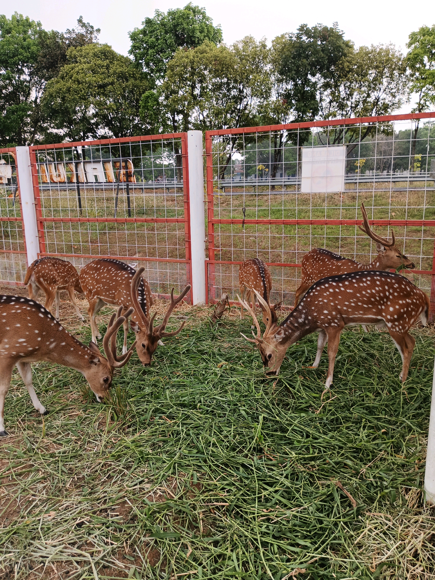In an outdoor enclosure in Bandung City, Indonesia, a group of spotted deer are actively grazing on a thick bed of cut grass. The deer, with their distinctive brown coats and white spots, are focused on their meal, with several individuals bent low to the ground. One deer in the foreground displays impressive antlers. The enclosure is surrounded by a red metal fence with white posts, beyond which lush green trees and a cloudy sky are visible. The ground inside the enclosure is a mix of dry earth and trampled grass. A white sign is visible on a pole behind the fence.