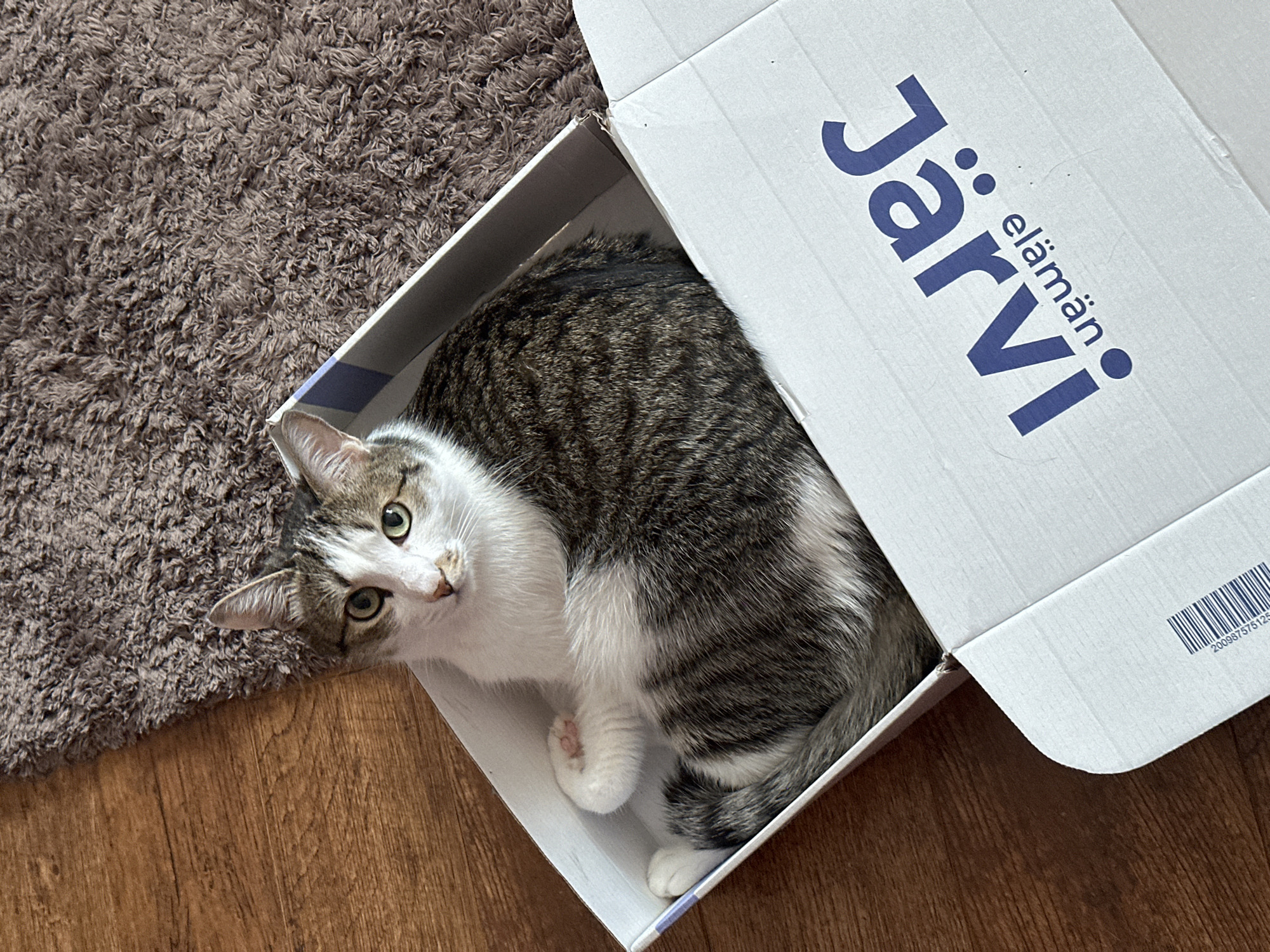 A tabby cat is inside a white cardboard box with the word "Järvi" printed on it in blue lettering, on a wooden floor next to a brown shag rug. The cat is looking directly at the camera, its eyes are green. The box is at an angle. The cat's paws are visible inside the box.