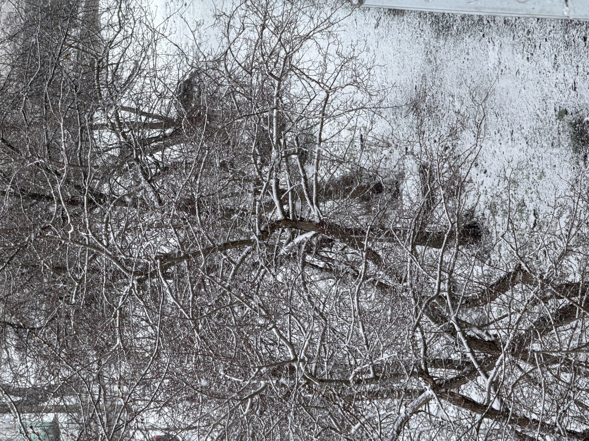 The image shows a view from a window in Chaikovsky, Russia, looking out at a tree covered in snow. The branches are intricate and bare, heavily laden with snow. In the background, a snowy surface, possibly a rooftop, is visible.