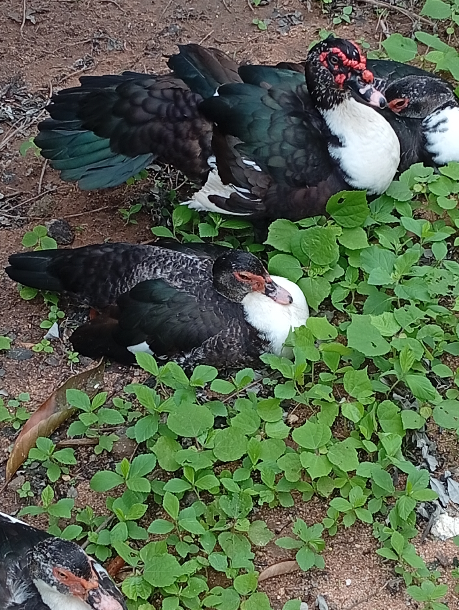 The image shows four Muscovy ducks resting on the ground amidst lush green vegetation. Two ducks are in the foreground, with one at the bottom left and another slightly to the right, partially obscured by plants. The duck in the bottom left is facing the viewer, with its head turned to the side and its eye visible. Its plumage is predominantly black with iridescent green patches on its wings, and a white chest. The other duck in the foreground is positioned to its right, also with black and green feathers and a white chest, its head is tucked in, and it appears to be resting.
In the background, two more ducks are nestled together. The duck on the left is more prominently visible, displaying its black and green iridescent feathers and a white chest. Its head is turned towards the right, revealing a distinctive fleshy red caruncle around its eyes and beak. The duck next to it is partially hidden, but its white chest and black plumage are visible. The ducks are situated on a mix of reddish-brown soil and a carpet of green plants. The overall impression is one of a peaceful, natural setting.
The lighting suggests it could be daytime, possibly morning or late afternoon, given the soft shadows. The abundance of green vegetation indicates a location with sufficient moisture, consistent with the Jalingo, Nigeria context. There is no visible text in the image.