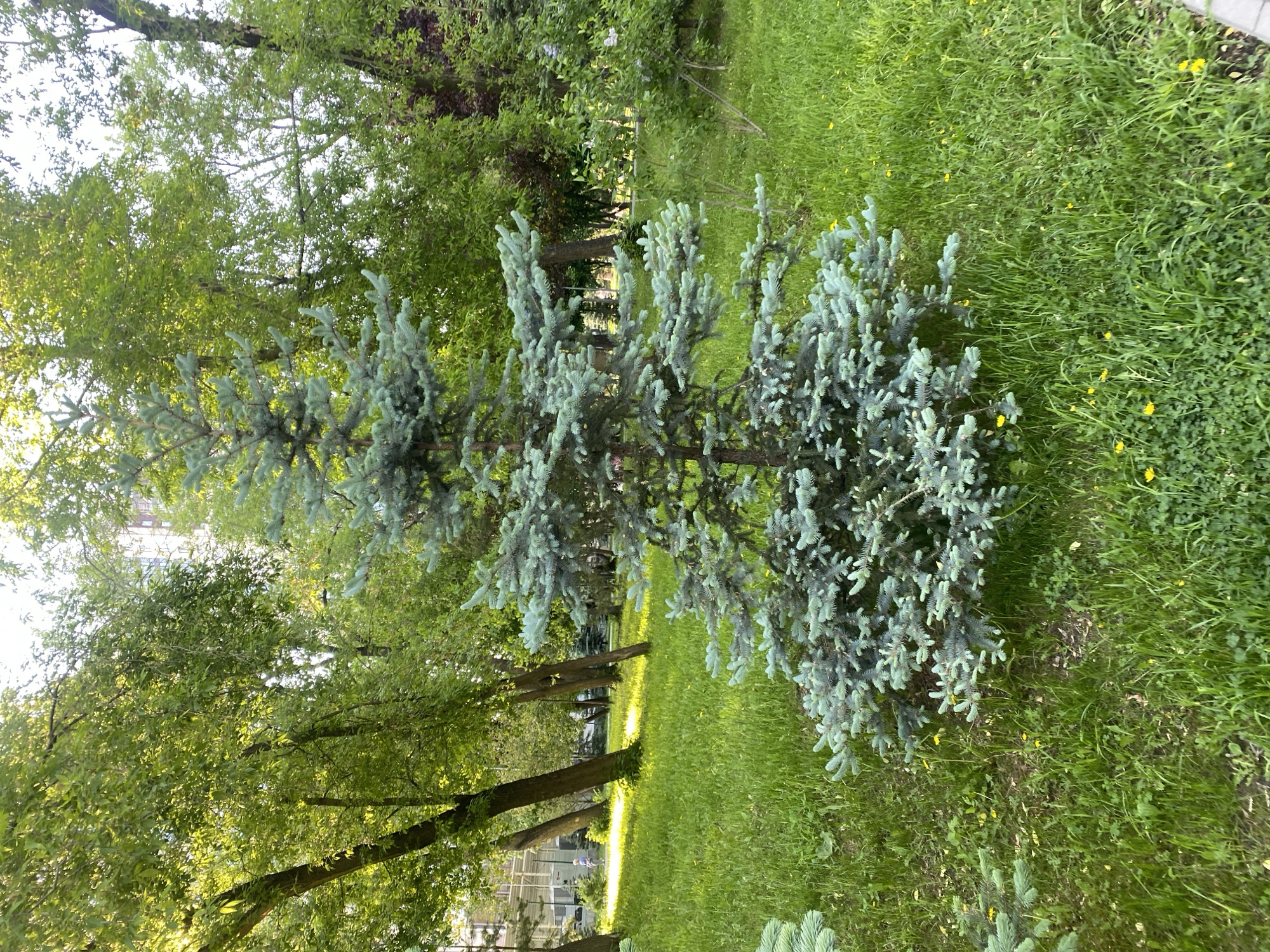 The image shows a park in Yekaterinburg, Russia. A young blue spruce tree is prominently featured, planted in a grassy area. Other trees are visible in the background, and sunlight filters through the leaves. The grass is mostly green, with a few small yellow flowers scattered throughout. A section of the curb is visible in the top right.