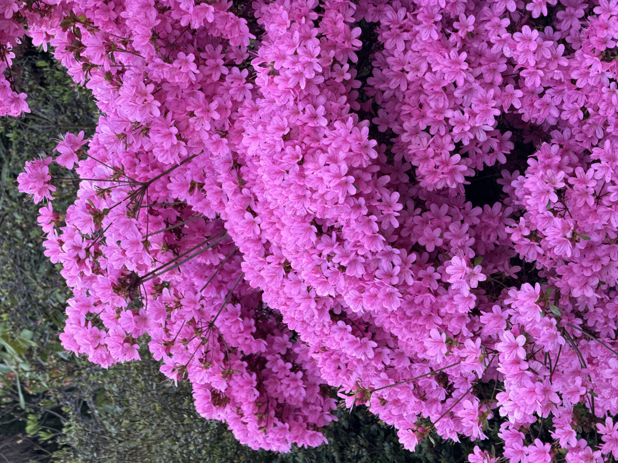 Close-up of a dense cluster of vibrant pink azalea flowers in full bloom. The flowers are densely packed, with individual blossoms exhibiting five petals. Thin, brown stems are visible amidst the flowers. Green foliage appears in the periphery. The location is not discernible from the image; therefore, providing the location in London, United Kingdom, is impossible.