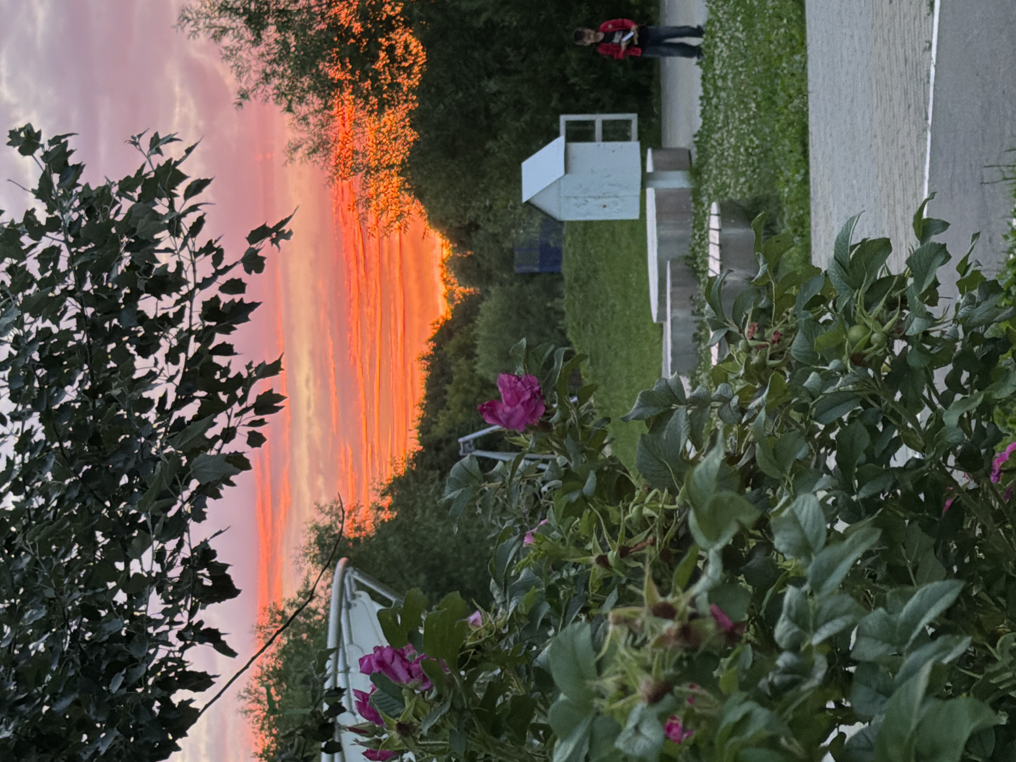 The image captures a vibrant sunset in Kazan, Russia. The sky is ablaze with streaks of orange and pink, painting a dramatic backdrop of clouds. In the foreground, lush green foliage and blooming pink flowers dominate the lower portion of the frame, hinting at a garden or natural setting. To the right, a person in a red jacket and dark pants is visible, standing near a modern white structure that resembles a small shed or art installation. The overall mood is serene and colorful, with the warm hues of the sunset suggesting the end of a pleasant day. The scene appears to be outdoors, possibly in a park or a residential area, given the presence of greenery and the man-made structure. The time of day is clearly evening, as indicated by the sunset.