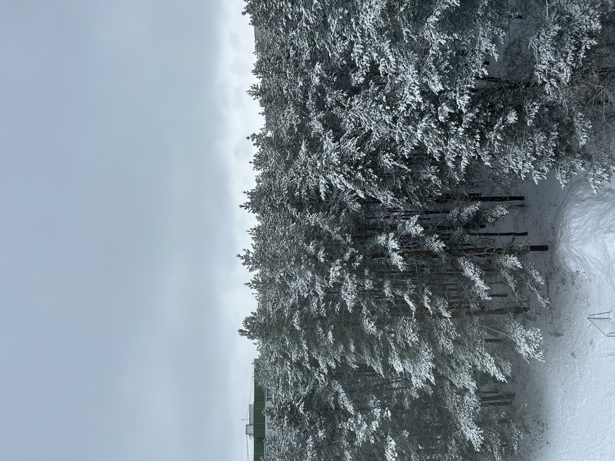 The image depicts a snow-covered forest adjacent to an urban area, likely in Chaikovsky, Russia. The sky is overcast. The trees are densely packed and laden with snow. To the left of the forest, a building or structure is visible, partially obscured by the trees. Snow covers the ground in the open area to the right of the forest, where a partially visible soccer goal is situated. The scene suggests a winter landscape in a peri-urban or suburban environment.
