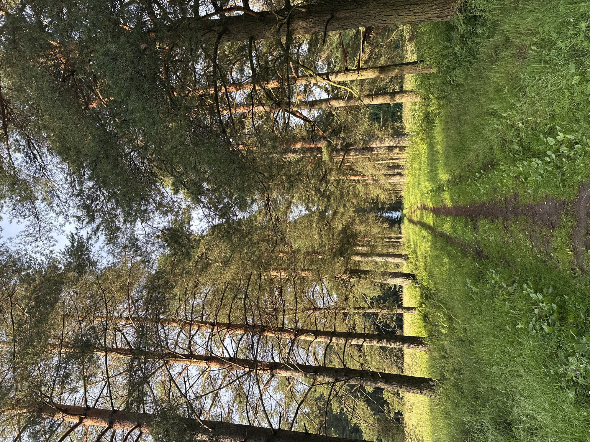 A dirt path winds through a forest of tall pine trees, with lush green grass and undergrowth lining its sides. Sunlight filters through the dense canopy, casting dappled shadows on the path and the surrounding vegetation. The scene appears serene and natural, evoking a sense of quiet solitude. The location is the town of Tyarlevo, Russia.
