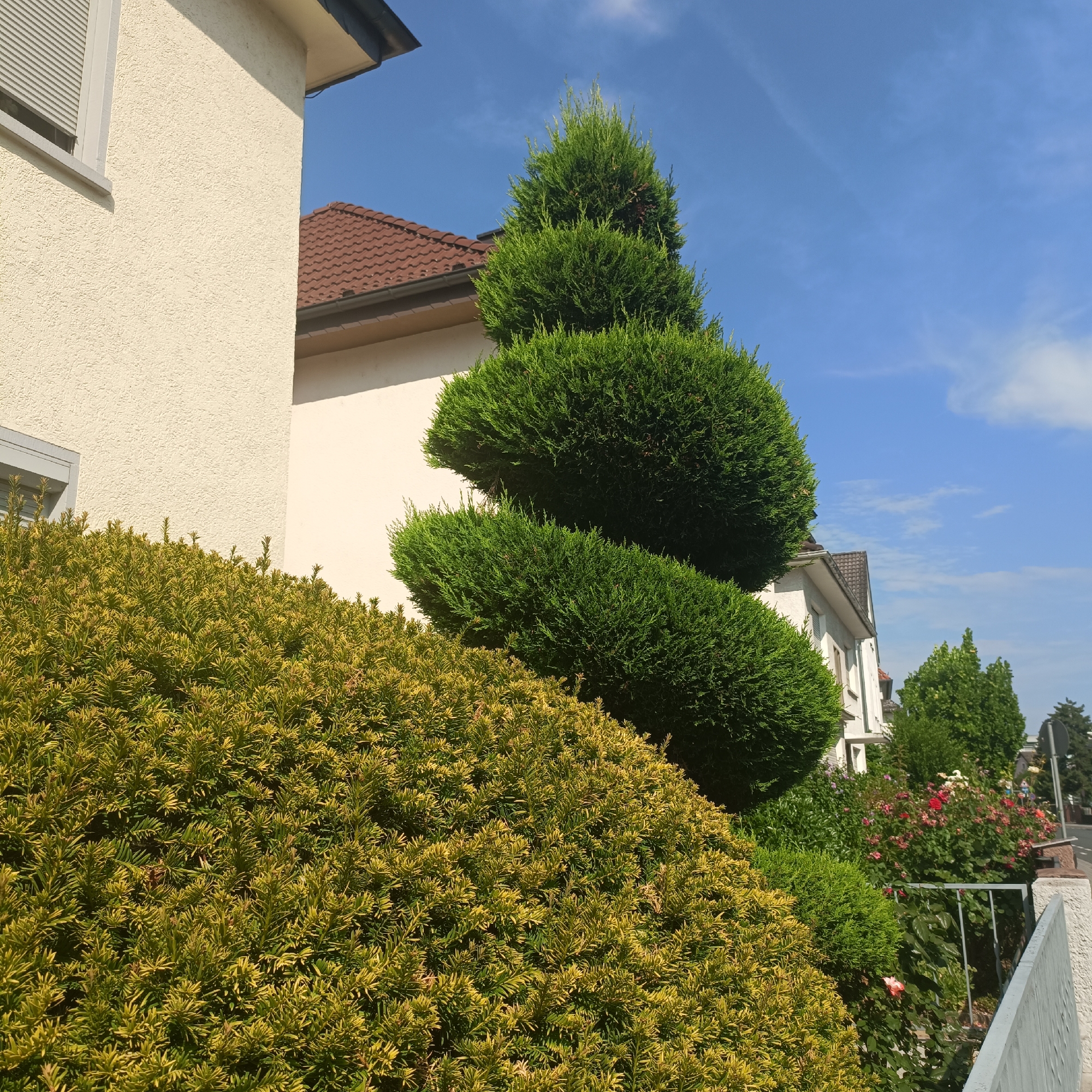 A spiral-shaped evergreen tree, likely a cypress, is trimmed and positioned in the foreground of a suburban garden in Rüsselsheim am Main, Germany. To the left, a pale yellow, textured building wall is visible with a window that has a closed grey roller blind. In the background, a house with a red-tiled roof and white walls is partially obscured by the foliage. A dense, yellowish-green shrubbery occupies the lower left portion of the frame. Further back, a rose bush with red and pink blooms is visible, along with a grey metal fence. The scene is set against a clear blue sky with a few wispy clouds, indicating daytime. The overall impression is of a well-maintained garden area next to residential buildings.