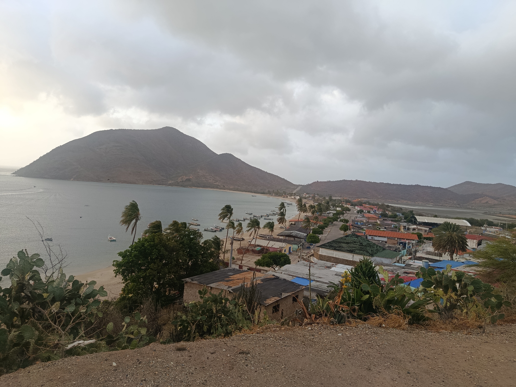An elevated, wide-angle view captures the coastal town of Juan Griego, Venezuela, under a cloudy, overcast sky. The scene is dominated by a large bay on the left, flanked by a prominent, dark mountain range that curves around the water. A sandy beach lines the shore of the bay, where numerous small fishing boats are moored or anchored, extending both near the beach and further out into the water. One boat on the far left of the bay leaves a visible wake.
Along the beach, a row of palm trees is distinctly bent to the right, suggesting strong winds blowing across the area. Behind these trees, the town sprawls across the coastal strip and up into the lower slopes of the hills. Houses with various roof types, including corrugated metal and some with brighter colors, are visible. Buildings appear closely packed in some areas. Further inland, beyond the immediate residential area, larger structures and roads can be discerned, stretching towards distant, smaller hills.
In the foreground, from the vantage point of the photographer, arid vegetation like cacti, agave-like plants, and dry scrub cover the rocky, earthy ground. The overall lighting is soft and diffused due to the heavy cloud cover, with a brighter, almost glowing area on the left side of the sky, hinting at either sunrise or sunset obscured by clouds. The landscape combines a tranquil marine environment with the ruggedness of the surrounding mountains and the dense, humble architecture of a coastal community. There is no visible text.