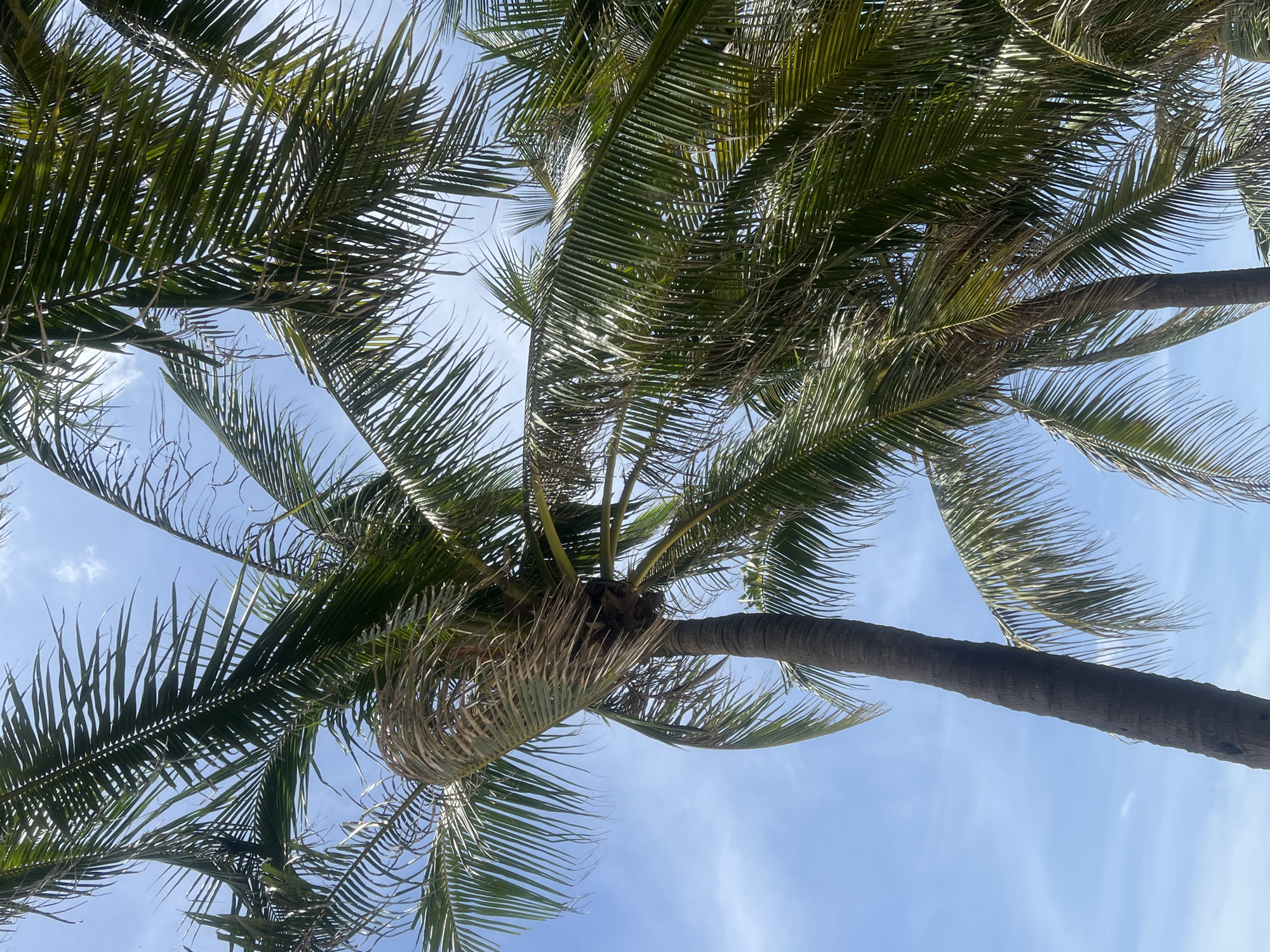 The image shows a close-up, low-angle view of a tall coconut palm tree against a bright blue sky with scattered white clouds. The palm fronds are lush and green, with some of them appearing slightly dry and brown. The trunk of the palm tree is textured and dark brown. The scene suggests a tropical or subtropical location, characteristic of coastal areas like those found in Đà Nẵng, Vietnam. There are no people or other objects visible in the frame.