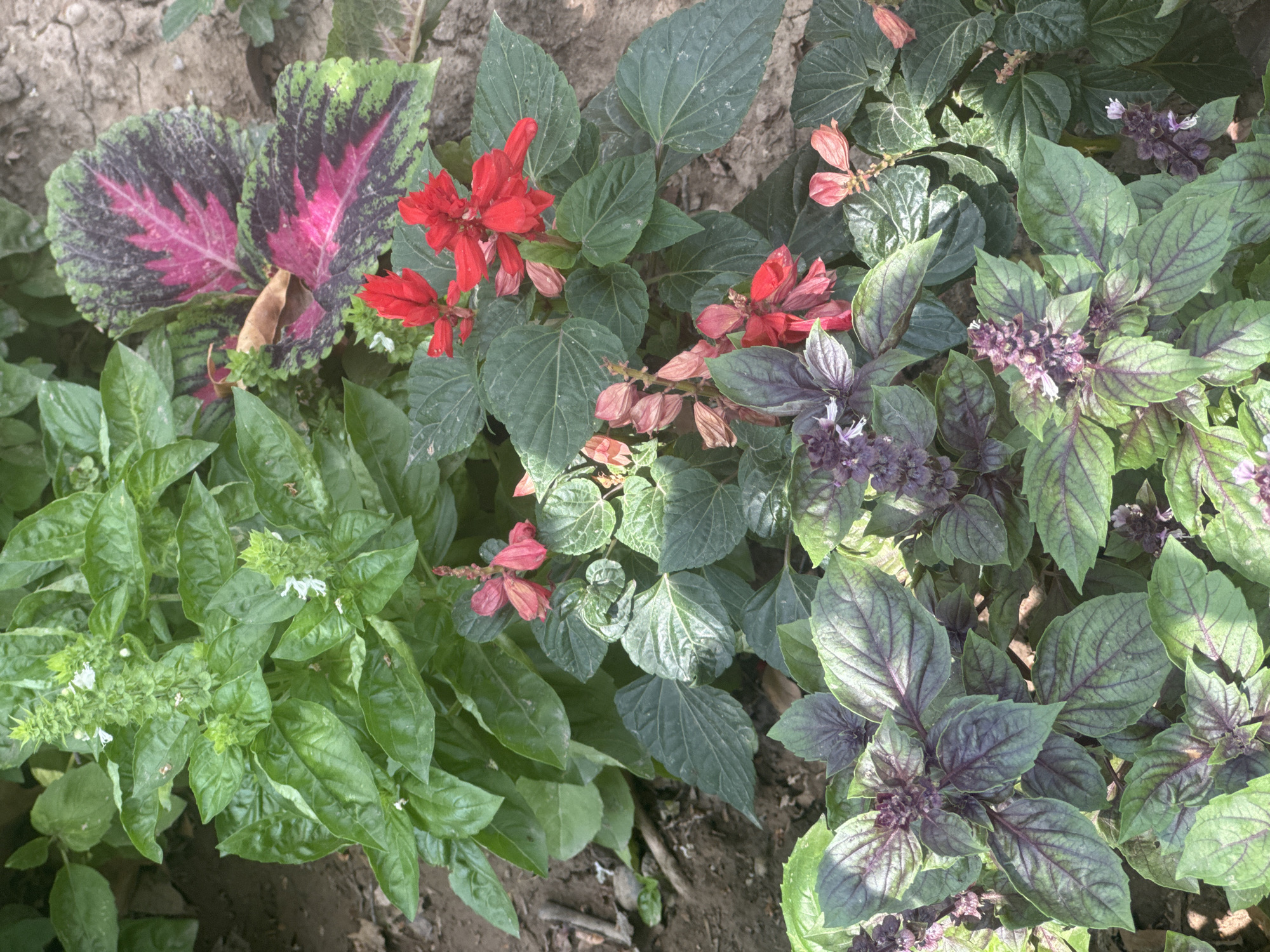 This is a close-up, eye-level, outdoor, daylight, still photograph of a collection of various plants. The plants are arranged in a garden bed with visible brown soil. The plants include green basil with white flowers, a coleus plant with variegated pink, green, and dark purple leaves, and red salvia flowers. In the foreground, there is a large plant with dark purple veined green leaves, possibly purple basil, with purple flower spikes. The photograph does not contain any people or evidence of human activity, and the location is not specified beyond being an outdoor garden. The lighting suggests it is a sunny day, casting natural shadows. The composition focuses on the textures and colors of the foliage and flowers.