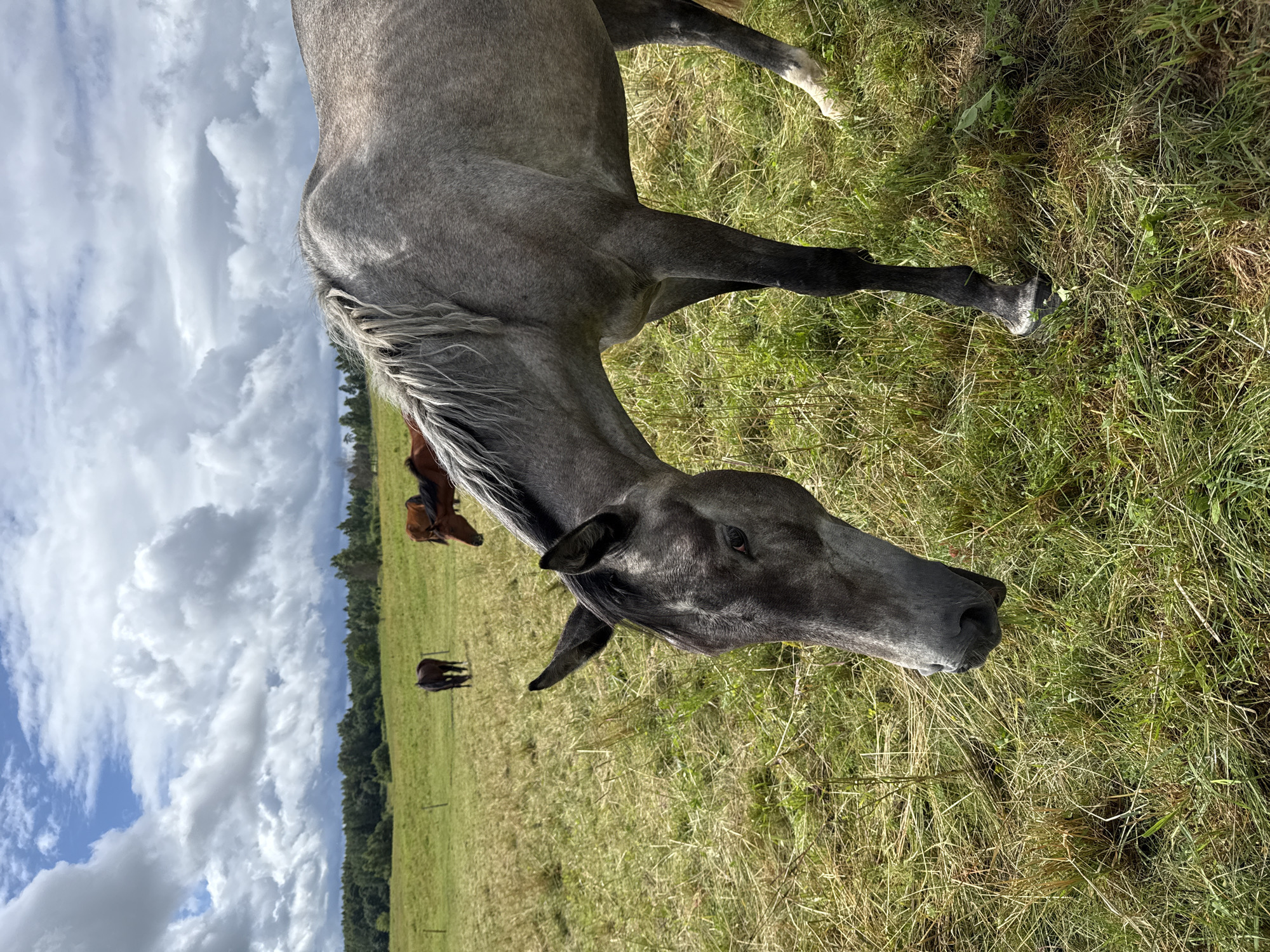 In Galinė, Lithuania, a grey horse stands in a grassy field, its head lowered as if grazing. Behind it, a few other horses are visible in the distance, one dark brown and two reddish-brown. The field is covered in dry, tall grass, with some green patches. In the background, a line of trees borders the field, and a partly cloudy sky with dramatic clouds stretches above. The foreground is dominated by the grey horse's head and neck, with its mane flowing to the side. The scene suggests a rural, open landscape.