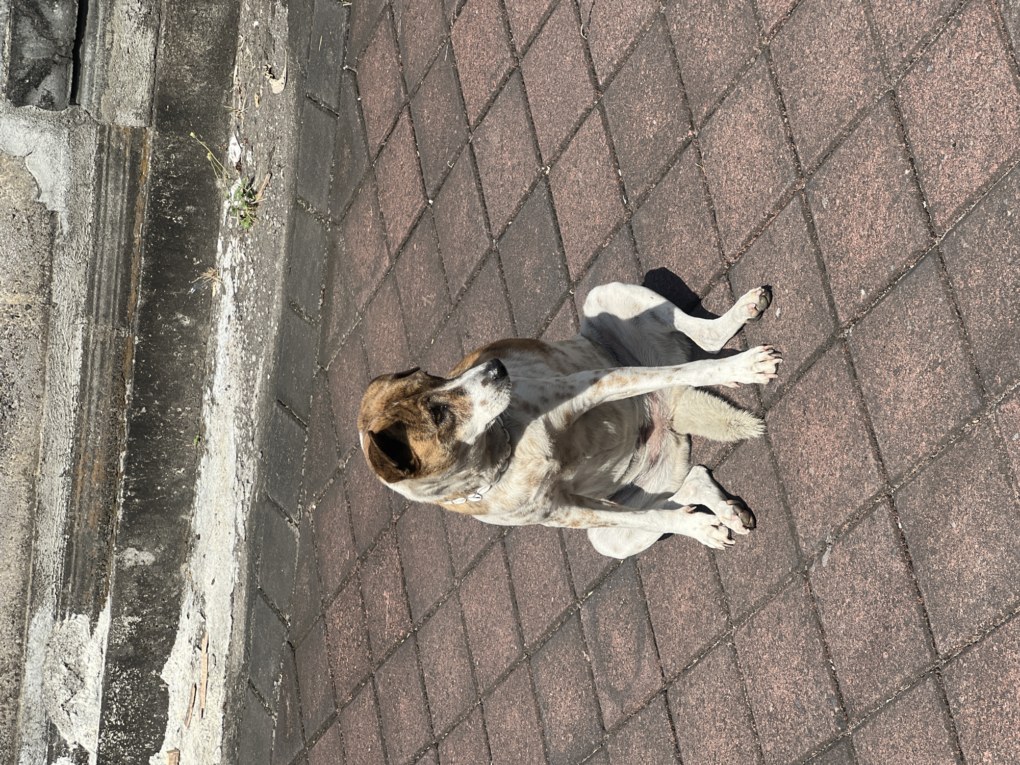 A medium-sized dog with brown and white markings sits on a red brick paved surface in North Kuta, Indonesia. The dog is facing to the right of the frame, with its head tilted down. It appears to be wearing a collar made of small white shells. The ground is made of square red bricks laid in a grid pattern. In the background, there is a concrete structure with signs of age and weathering. Sunlight casts a shadow of the dog onto the pavement.