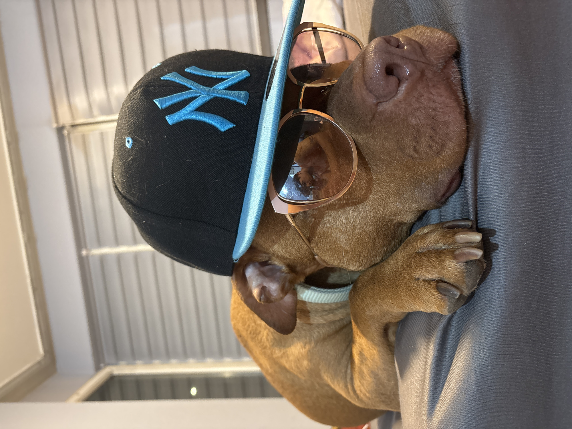 An indoor, eye-level shot captures a reddish-brown dog adorned with human accessories, presenting a humorous and relaxed scene. The dog, likely a pit bull or similar breed, is seen from the chest up, resting its head on a grey, textured fabric, possibly a person's lap or a blanket.
The main subject is the dog, which sports a black baseball cap with a prominent light blue "NY" logo, indicating a New York Yankees cap. The cap is worn backward and slightly askew. Additionally, the dog wears fashionable rose gold-rimmed sunglasses, obscuring its eyes and adding to its cool demeanor. Its moist, pinkish-brown nose and wrinkles around the muzzle are clearly visible, as are its short, reddish-brown fur and a glimpse of a light blue collar. One front paw, with visible nails, rests on the grey fabric.
The activity depicted is the dog resting comfortably, possibly posing or simply relaxing while dressed up. The visible text is the "NY" logo on the cap.
Notable details include the soft, ambient indoor lighting. The background consists of vertical blinds or slats, suggesting a window or a divider, with some reflections indicating other surfaces within the room. The overall impression is one of playfulness and affection. While the location context is Sofia, Bulgaria, this is not visually cued within the image itself, which solely depicts an indoor environment.