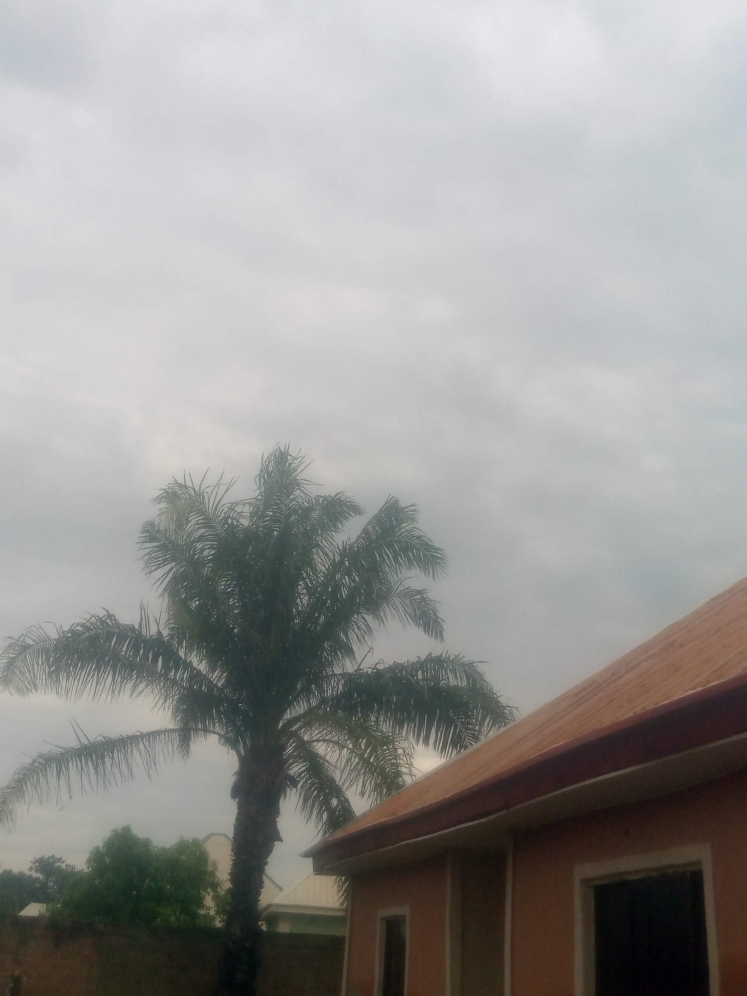 The image depicts an outdoor scene with a prominent palm tree in the center, its fronds splayed against an overcast sky. To the right of the frame, a portion of a building with an orange roof and beige walls is visible. The building appears to have at least one dark window. In the background, behind the palm tree and to the left, is a dense cluster of green foliage, and further back, the roof of another structure can be discerned. A low, brown wall runs across the lower part of the image, obscuring the very base of the palm tree and the vegetation.
The sky is a uniform light gray, suggesting cloudy or overcast weather. There is no indication of the time of day, but the lighting is diffused. The scene appears to be in a tropical or subtropical location due to the presence of the palm tree and lush greenery. No people or animals are visible in the image, and there is no text to be found. The overall impression is one of a quiet, possibly humid, day.