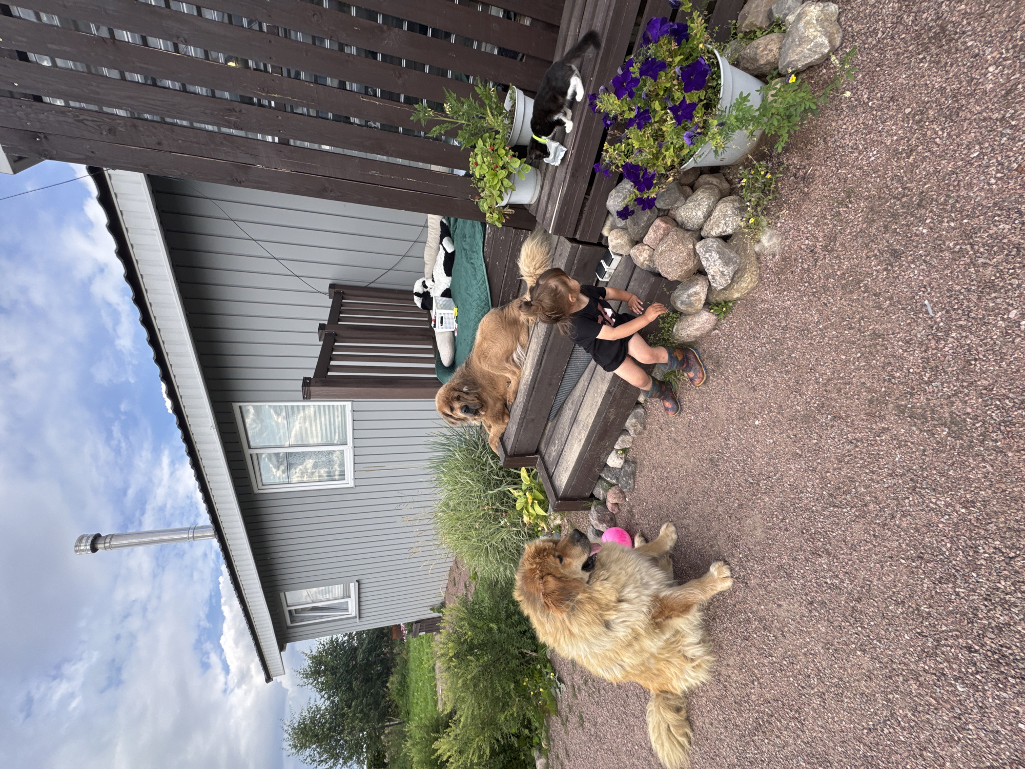In Kempelevo, Russia, on a cloudy day, a wooden structure with a grey, vertical-paneled exterior and a metal chimney is depicted. In front of the structure, two large, fluffy dogs are present on a gravel surface and wooden steps. One dog, golden in color, lies on the steps, while another, a lighter tan, sits on the gravel with a pink ball nearby. A young child, wearing a black shirt and patterned boots, is sitting on the lower steps, reaching towards the gravel. A black and white kitten is perched on a wooden surface beside potted flowers, interacting with a piece of white material. Another cat, black and white, is resting on a green mat on the upper steps. The scene is an outdoor setting, likely a residential yard, with vegetation visible in the background.