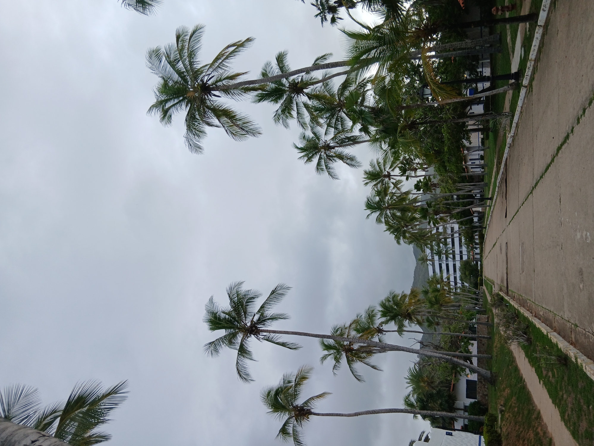 A vertical, slightly low-angle shot depicts a paved pathway lined with palm trees on either side, leading towards a large, white, multi-story building in the distance. The sky is overcast and grey. The pathway is composed of concrete slabs with visible cracks and grass growing between them. To the left of the pathway, there is a manicured grassy area with some bushes and a white building with blue trim. To the right, more palm trees and some low-lying vegetation are visible, along with a lamppost and a red fire hydrant. The palm trees vary in height and density, with their fronds reaching towards the sky. The overall impression is of a resort or residential area with a tropical setting under a cloudy sky. The image is located in Playa El Agua, Venezuela.