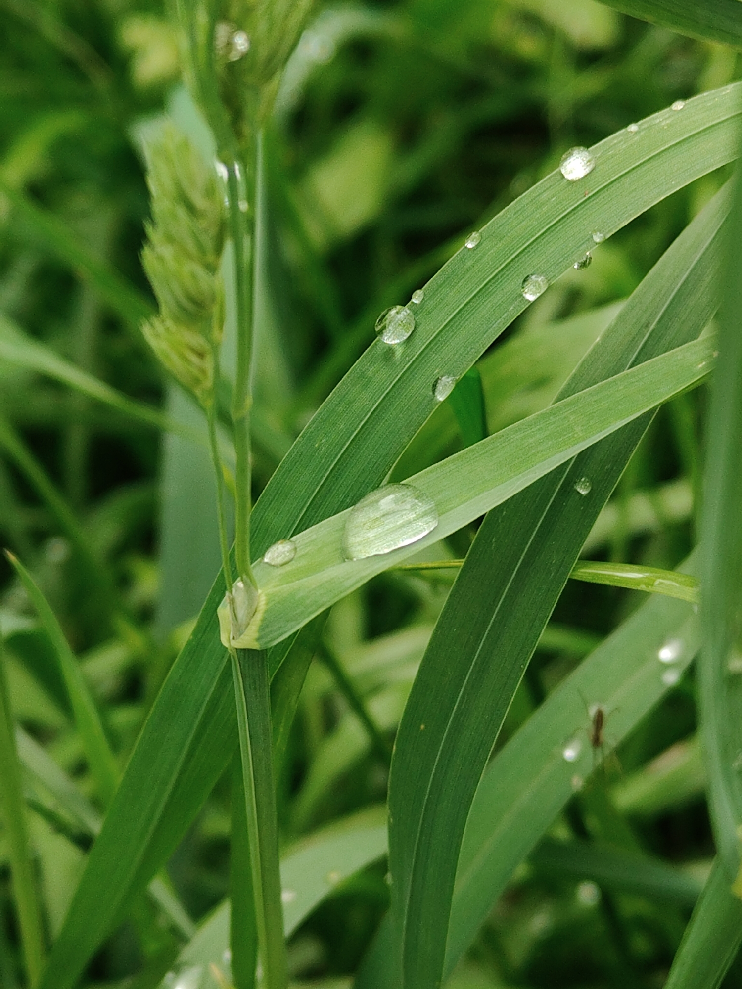 A close-up shot of blades of green grass, with water droplets clinging to the leaves. An insect is visible on one of the leaves, and an immature seed head is also present. The location is not specified, nor can the city or region be determined from the visual information.