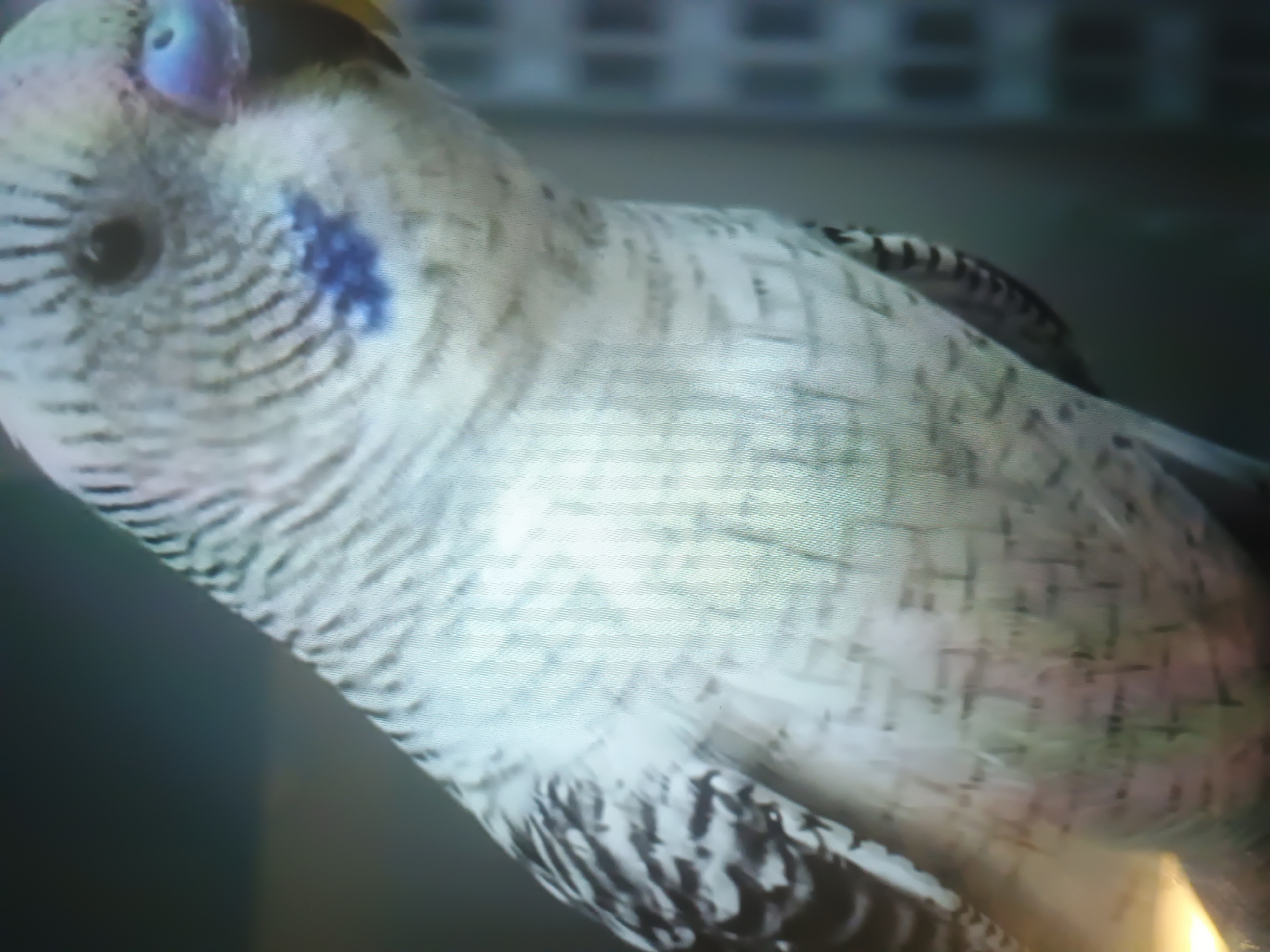 A close-up image depicts a budgerigar (Melopsittacus undulatus), angled diagonally across the frame with its head in the lower right. The bird exhibits predominantly white or very pale grey plumage with characteristic black wavy markings on its head, nape, and upper back. A distinct bright blue patch is present on the bird's right cheek. Its right eye is dark and round. The cere above the beak is bluish-purple, and the beak itself is yellowish-orange. Portions of the bird's body, particularly the lower half, are obscured or out of focus, with faint dark markings visible beneath the body. The background is dark, out of focus, and largely indistinct, with a brighter, blurred area in the upper left and subtle, blurry rectangular shapes in the lower portion, potentially representing parts of a cage or an enclosure. The entire image displays prominent horizontal scan lines, suggesting it is a photograph of a digital screen or display. The specific city location is undeterminable from the provided visual information.