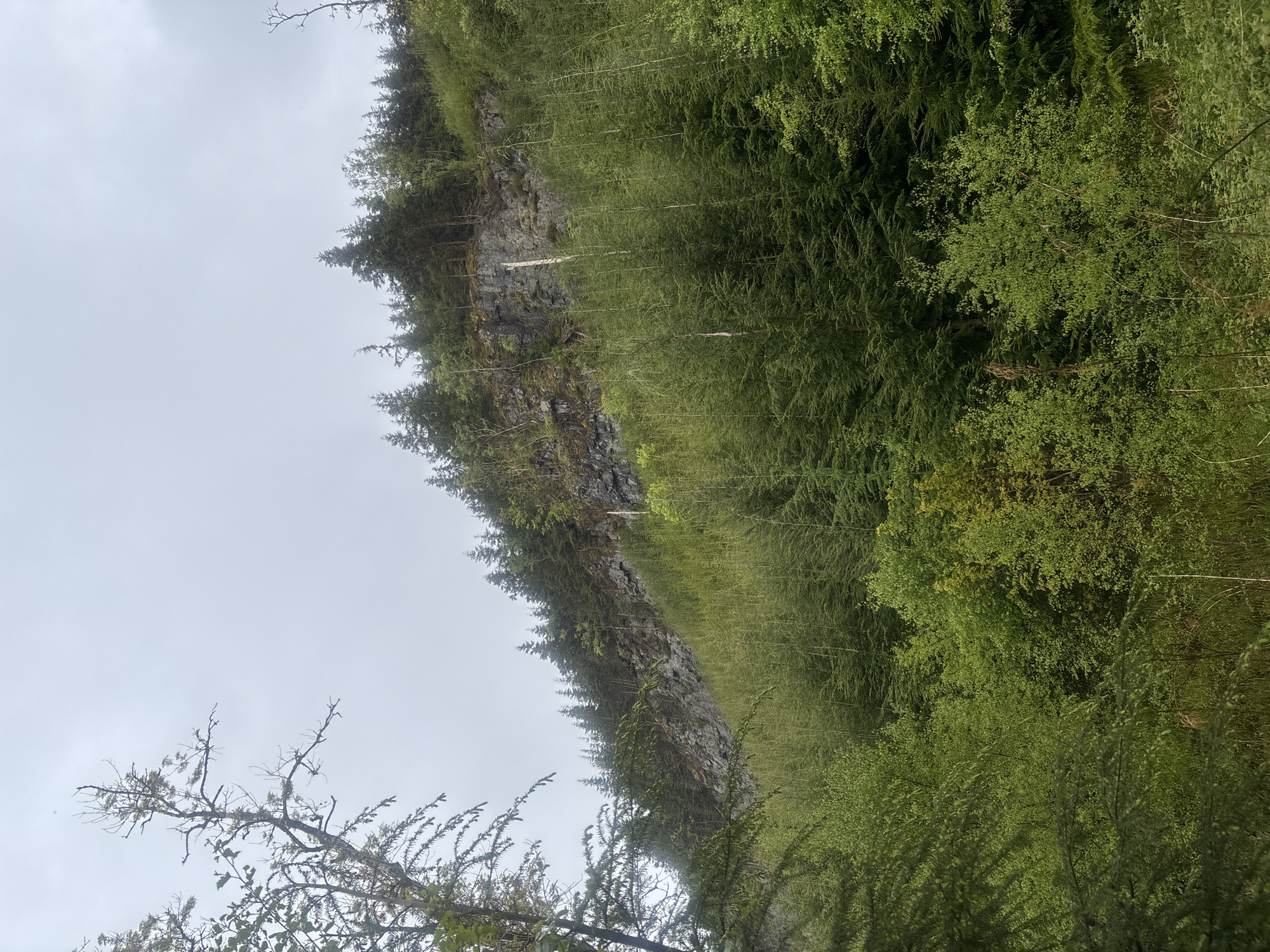The image shows a natural landscape near Llanrwst, United Kingdom. A steep, rocky cliff face covered with trees and vegetation ascends from the bottom right towards the upper left. A dense forest of tall, thin trees dominates the area adjacent to the cliff. The sky is overcast, with a pale, grey color. A bare tree branch is visible in the bottom left corner.