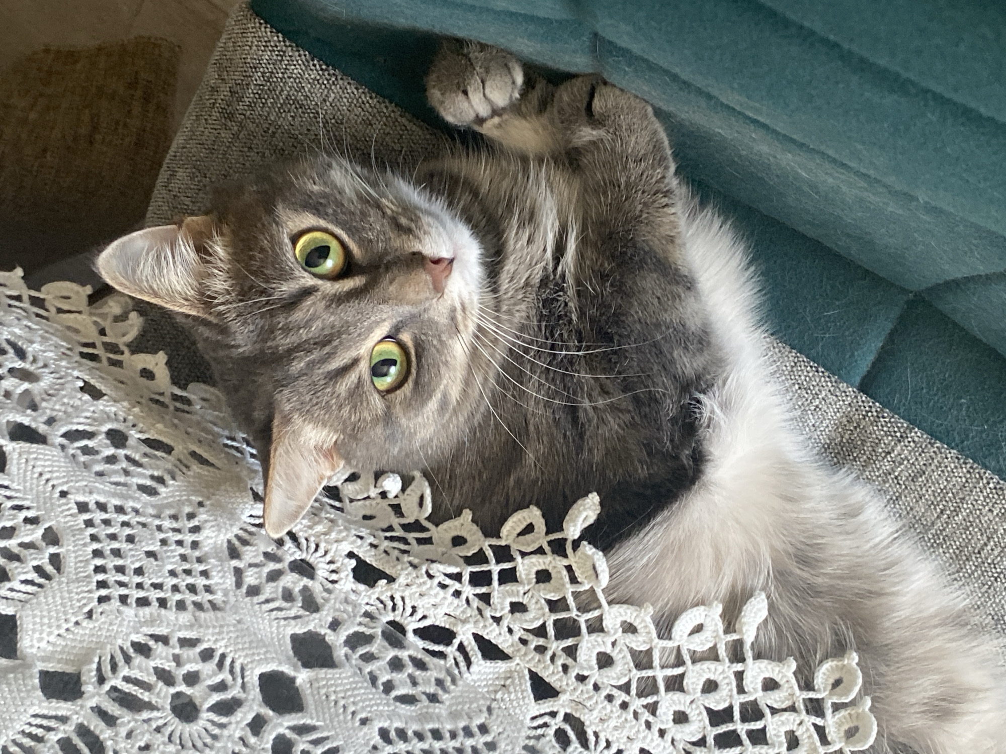 A gray tabby cat with green eyes lies on its back on a white lace tablecloth next to a textured gray cushion and a teal upholstered surface. One paw is raised toward the top right. The cat is looking at the camera. The location is Марковский, Russia.