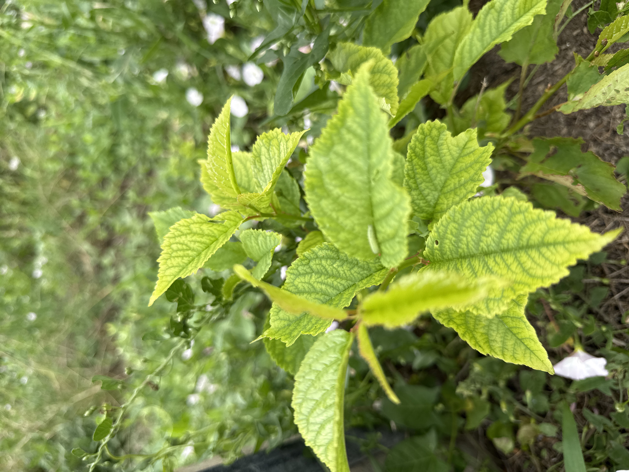 A close-up, outdoor, eye-level, medium shot captures a vibrant green plant with textured leaves. The leaves are ovate, serrated along the edges, and exhibit prominent veining. The plant is positioned in the foreground, with a soft-focus background of greenery and some white flowers, suggesting a garden or natural setting. The ground beneath the plant is visible, appearing to be soil and possibly mulch. The lighting is natural, highlighting the plant's vivid color. The scene is devoid of human presence or any discernible action. The location is identified as Slavyani, Bulgaria.