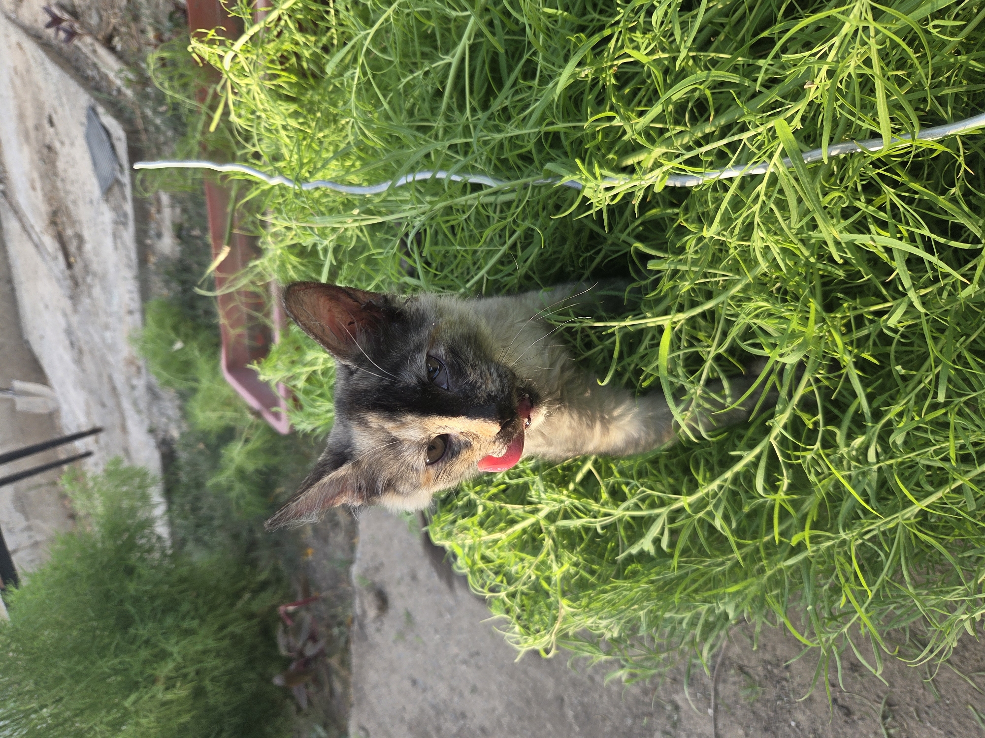 A dilute tortoiseshell kitten is partially hidden in lush green foliage, its face visible as it licks its tongue. The kitten is wearing a bright red collar. The background shows a gritty, outdoor environment with concrete surfaces, dirt, and some scattered debris, suggesting an unkempt urban or rural setting. A thin, white vertical object, possibly a plant stake or wire, runs through the foliage to the right of the kitten. The lighting suggests it is daytime, with sunlight casting shadows and illuminating the green plants. The scene does not contain any specific identifiable landmarks or elements that would pinpoint its location within Shymkent, Kazakhstan.