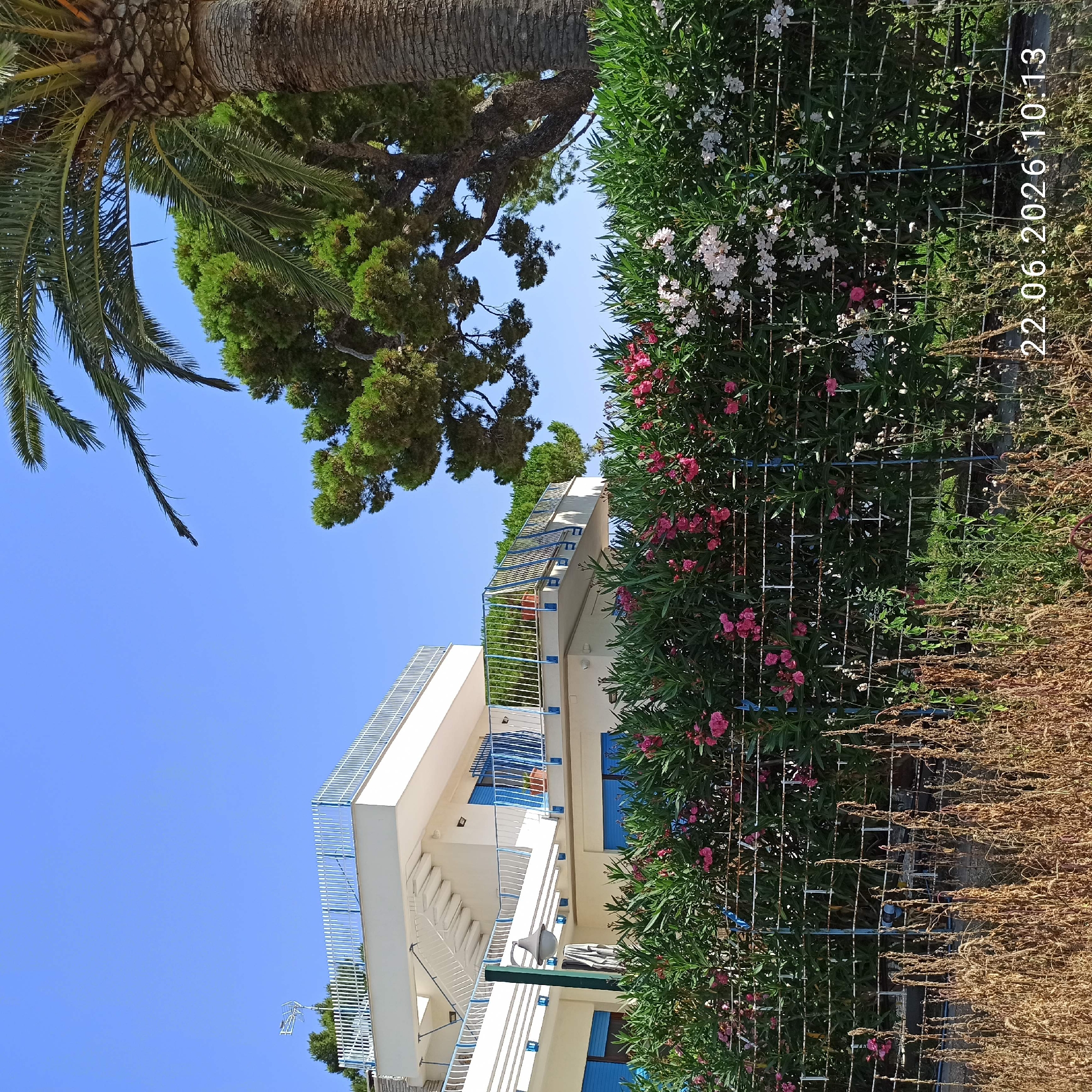 The image captures a vertical view of a building and its surroundings under a clear blue sky. A palm tree trunk and fronds are visible in the upper left, with the canopy of a large evergreen tree to its right. In the foreground and middle ground, a white building with blue accents and metal railings is partially obscured by lush green foliage, including flowering bushes with pink and white blossoms. A metal fence runs along the right side of the frame, separating the manicured greenery from dry, brown vegetation. The building appears to be a multi-story structure with balconies and blue-framed windows. The overall scene suggests a sunny day in a Mediterranean climate. The time "22.06.2026 10:13" is watermarked on the right side of the image, indicating the date and time the photo was taken. The building and the lush vegetation suggest a residential or hospitality setting, possibly a hotel or apartments, in Trani, Italy. No people are visible in the image.