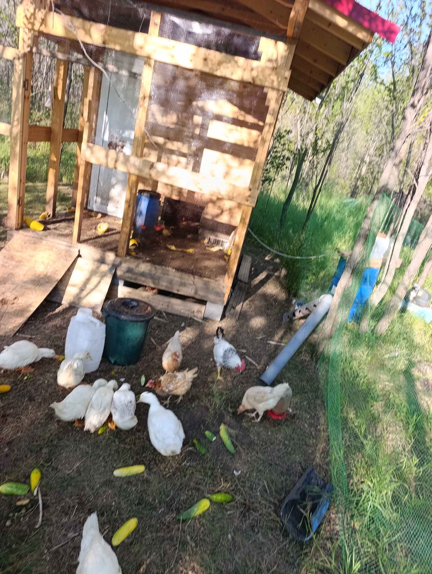 In a rural outdoor environment, likely Dimitrovskii, Russia, a makeshift chicken coop constructed from wood and wire mesh stands on uneven ground. Several domestic fowl, including chickens and ducks, are present around the coop. Some of the fowl are white, while others have speckled plumage. Scattered on the ground are numerous cucumbers. A large white plastic jug and a dark green plastic trash can are situated near the coop, along with a gray PVC pipe and a blue water barrel. The area is surrounded by trees and vegetation, indicating a natural setting. The lighting suggests it is daytime, with sunlight casting shadows.