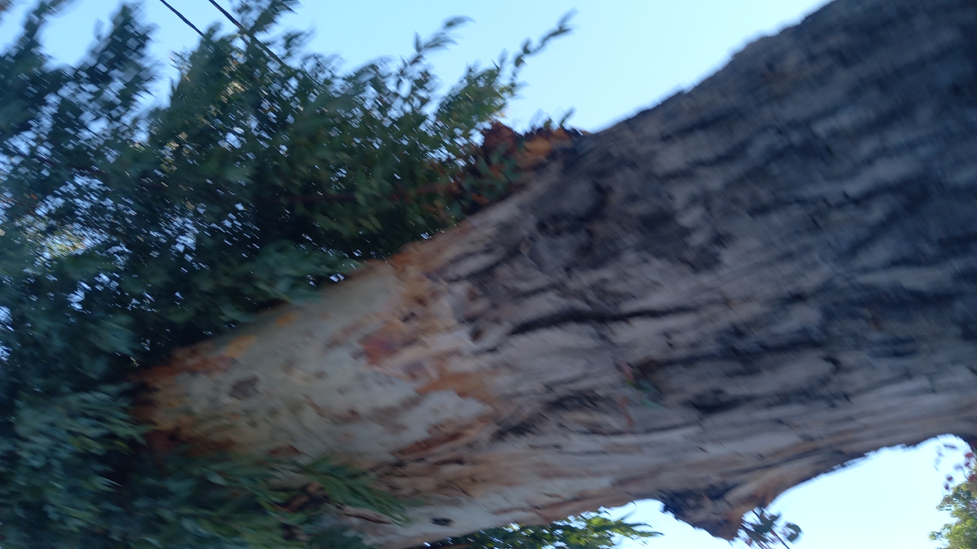 The image shows a close-up, blurred view of a large tree trunk with green foliage at the top against a clear blue sky. The trunk has a rough texture with patches of light and dark bark. The angle of the shot is from below, looking upwards. The location is in the city of Heraklis, Greece. There are no people or animals visible in the image. The scene appears to be outdoors.