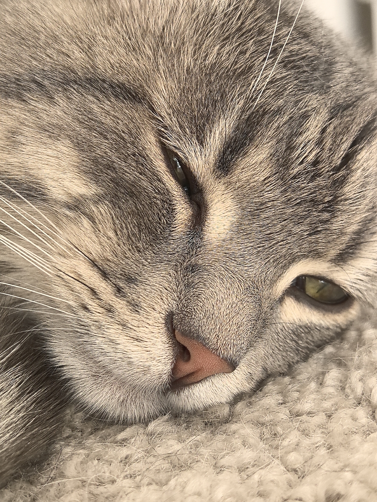A close-up image shows the face of a gray tabby cat lying on a soft, textured surface. The cat's eyes are partially closed, suggesting it is relaxed or sleepy. The fur is a mix of gray and lighter tan colors with dark stripes. The nose is pink. Long white whiskers extend from its face. The background is out of focus and appears to be a plush, light-colored material. There is no information about the city of Perm, Russia, or any other location. The image only features the cat and the surface it is lying on.