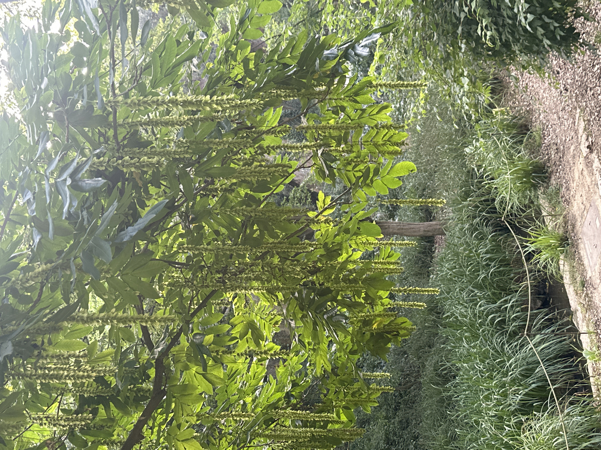 The image shows a close-up of a tree branch laden with long, pendant-like clusters of pale green flowers. The leaves of the tree are a vibrant green, and sunlight filters through them, creating a dappled effect. Below the tree, a lush green grassy area slopes down to a narrow stream or ditch, bordered by a thin rope fence. The ground is covered in leaf litter and dirt, and a path is visible to the right. The overall impression is of a tranquil, natural setting. This image was captured in Barcelona, Spain.