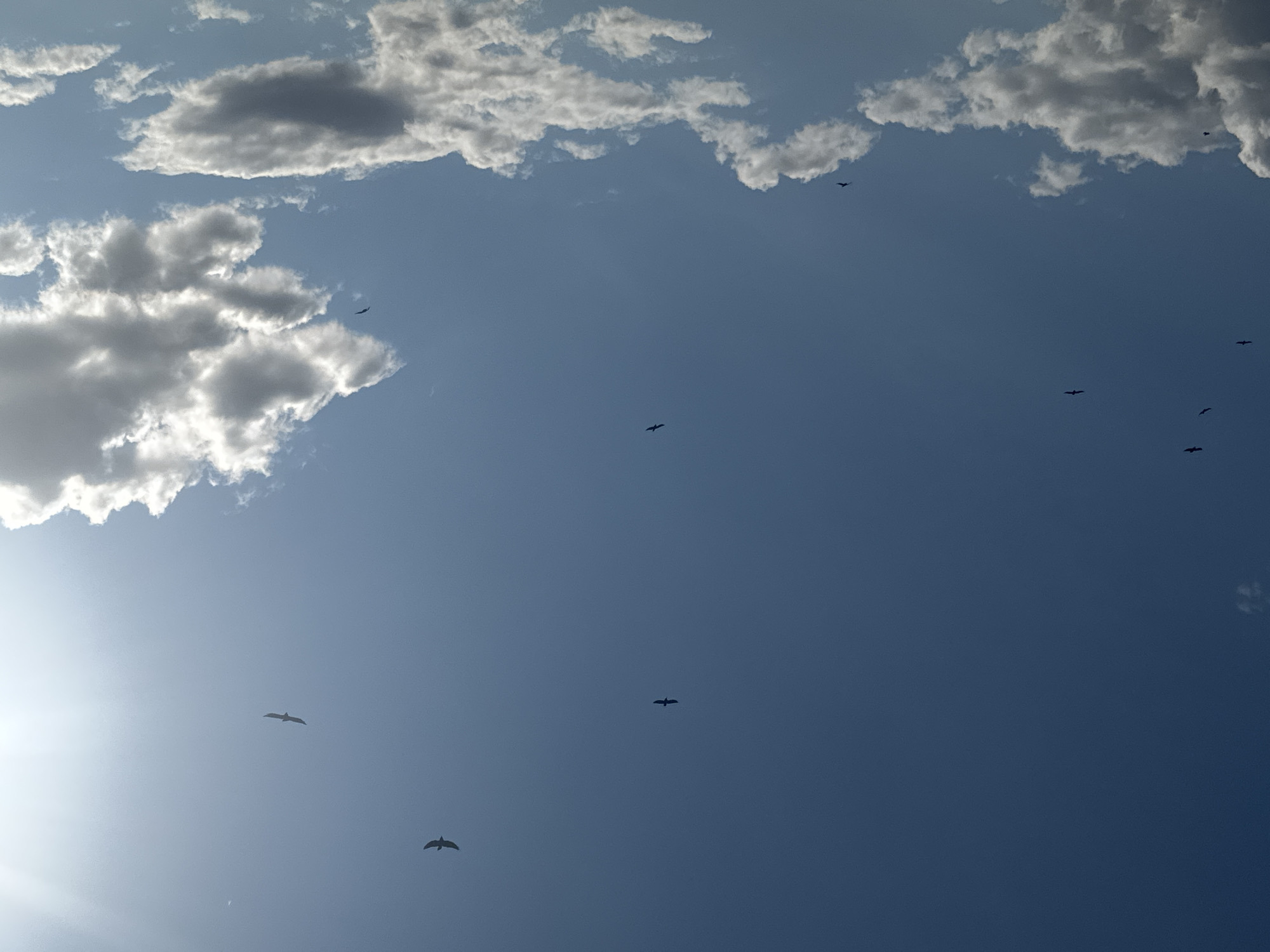 A clear blue sky dominates the frame, with scattered white cumulus clouds. Several birds are visible in flight, appearing as dark silhouettes against the sky. The sun is bright and positioned in the upper right corner of the image, causing a slight glare. The scene appears to be outdoors in an open area, possibly a rural landscape or a park, given the lack of urban structures. The image does not contain any discernible elements that would allow for specific identification of its location within Perevolotsky, Russia.