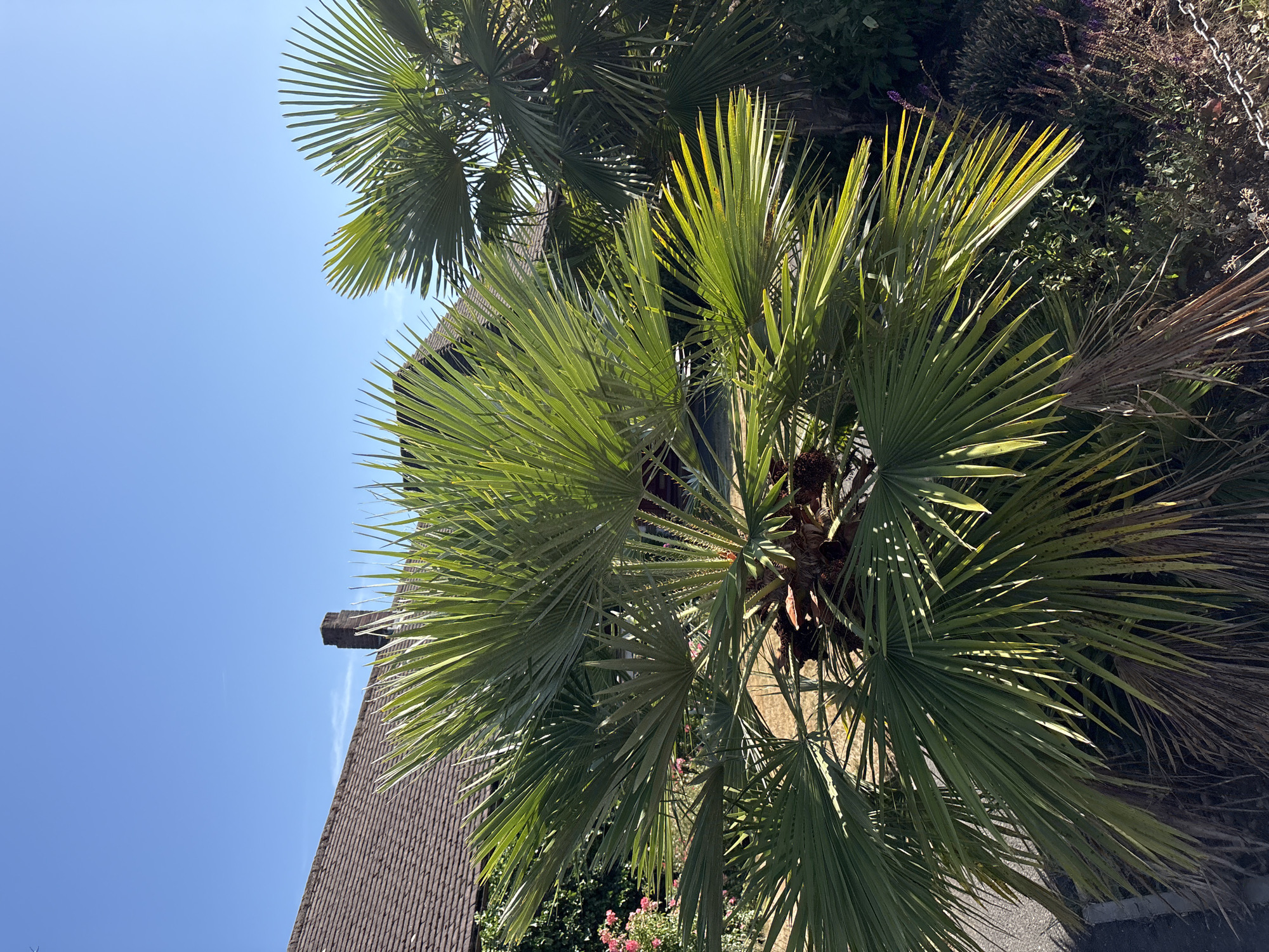 The image depicts a sunny day with a clear blue sky above a residential property in Chelmsford, United Kingdom. In the foreground, a large palm tree with vibrant green fronds dominates the scene, its leaves catching the sunlight. To the left, a portion of a house roof with brown tiles is visible, along with a brick chimney. To the right and behind the main palm tree, another palm tree with darker green fronds can be seen. The lower part of the image shows some garden foliage and dry palm fronds on the ground. The scene appears to be a quiet suburban environment on a bright, clear day.